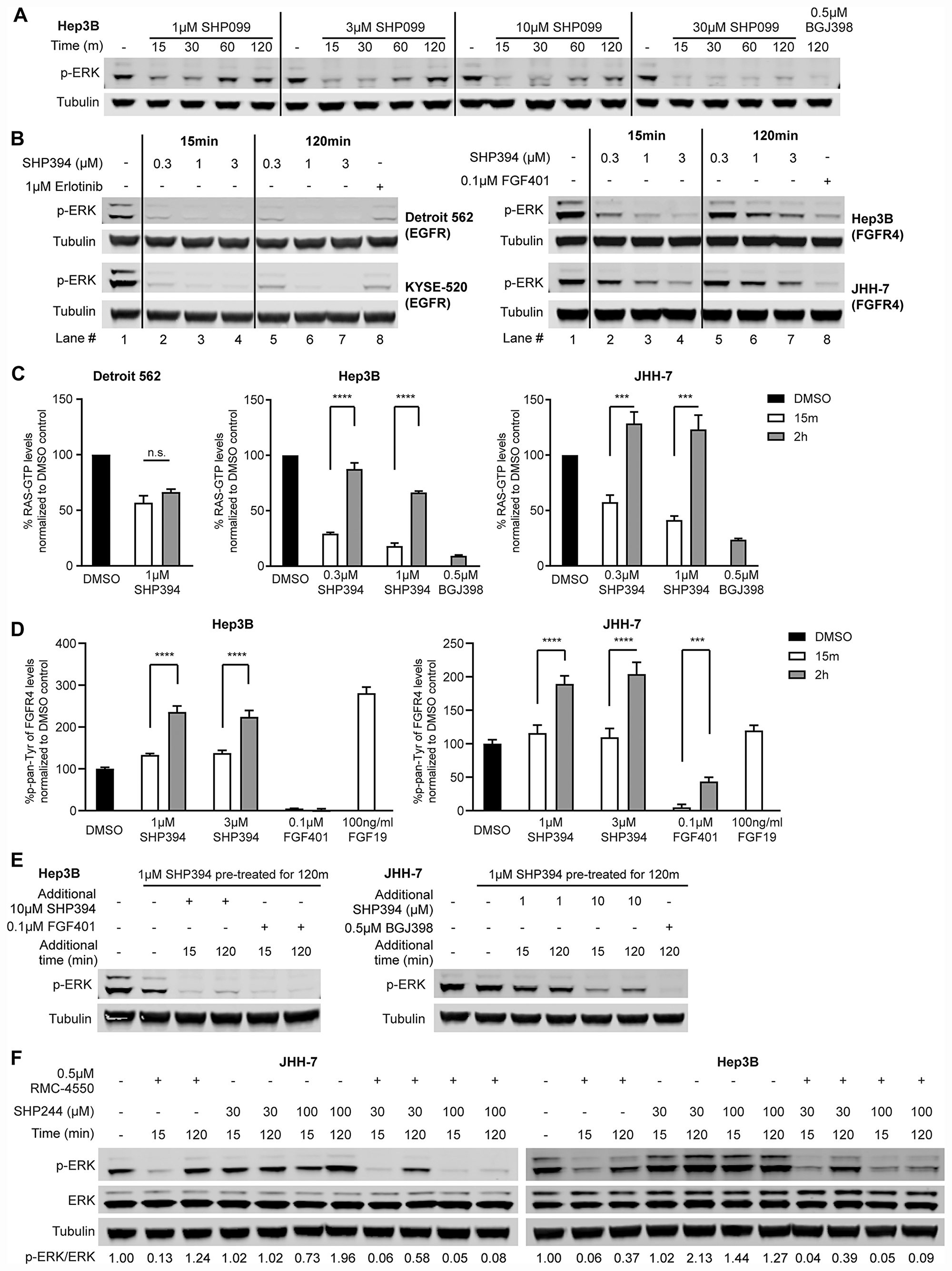 Rapid feedback activation of FGFR causes resistance to SHP2 inhibitors