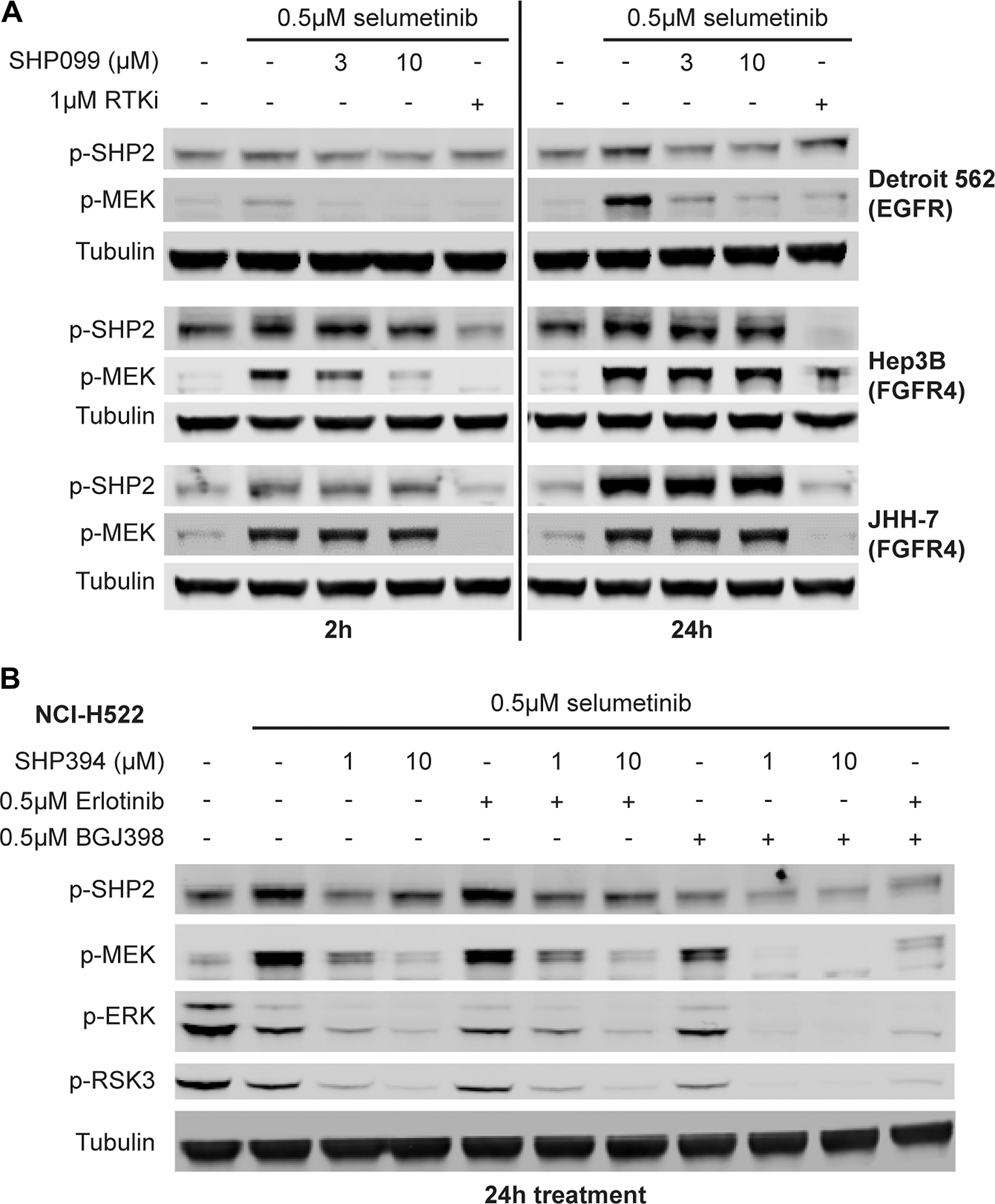 MEKi-induced feedback activated SHP2 by FGFR is resistant to allosteric SHP2 inhibitors