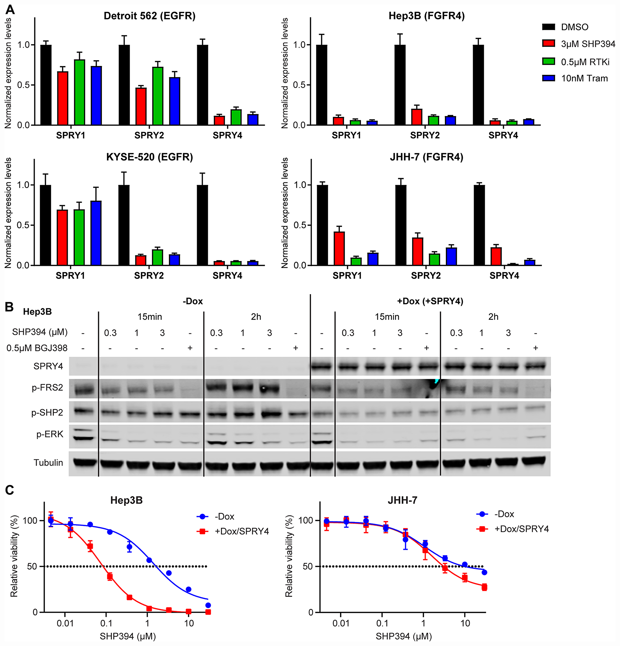 Rapid FGFR feedback activation is caused by downregulation of Sprouty proteins