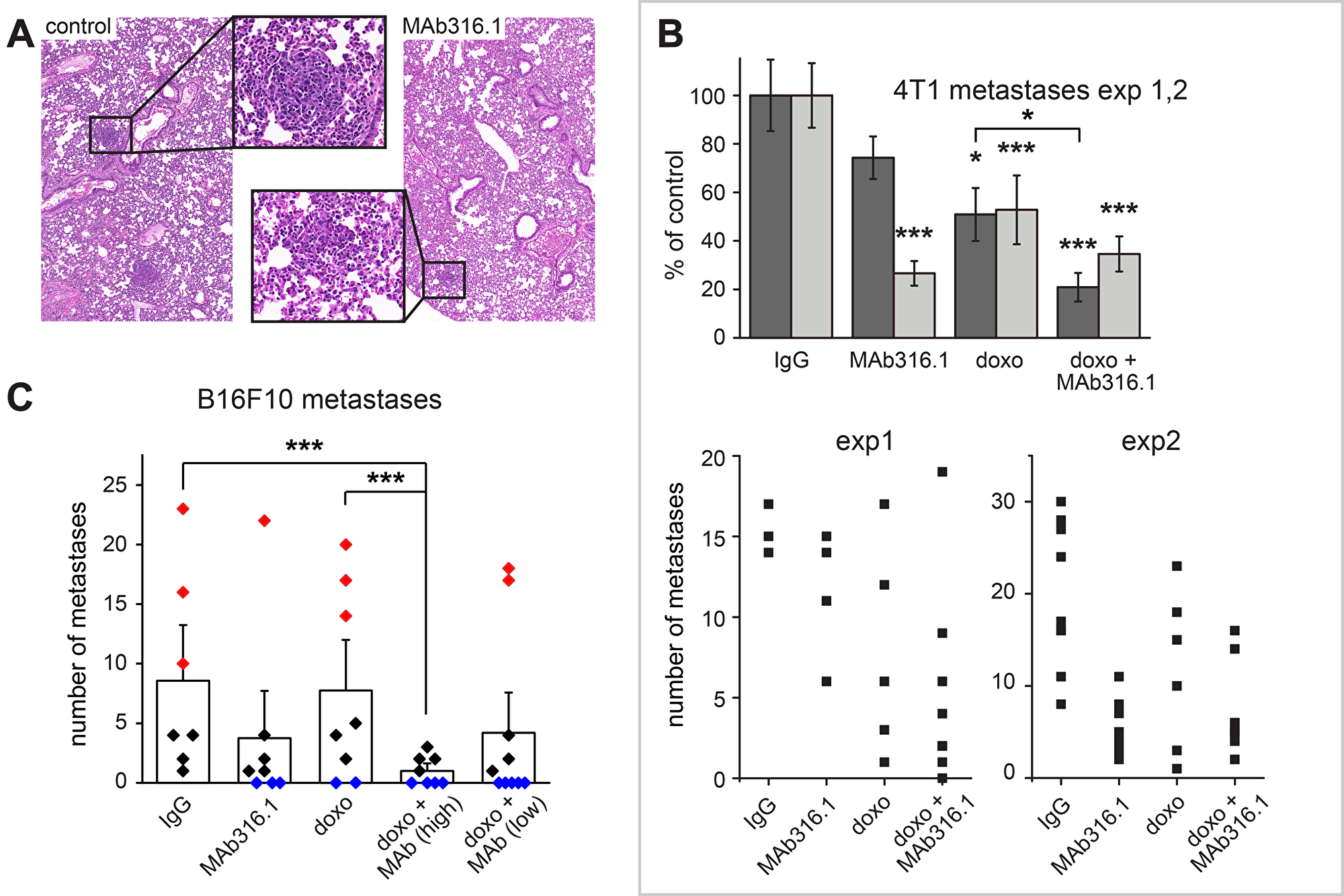 Lung metastases in 4T1 and B16F10 models