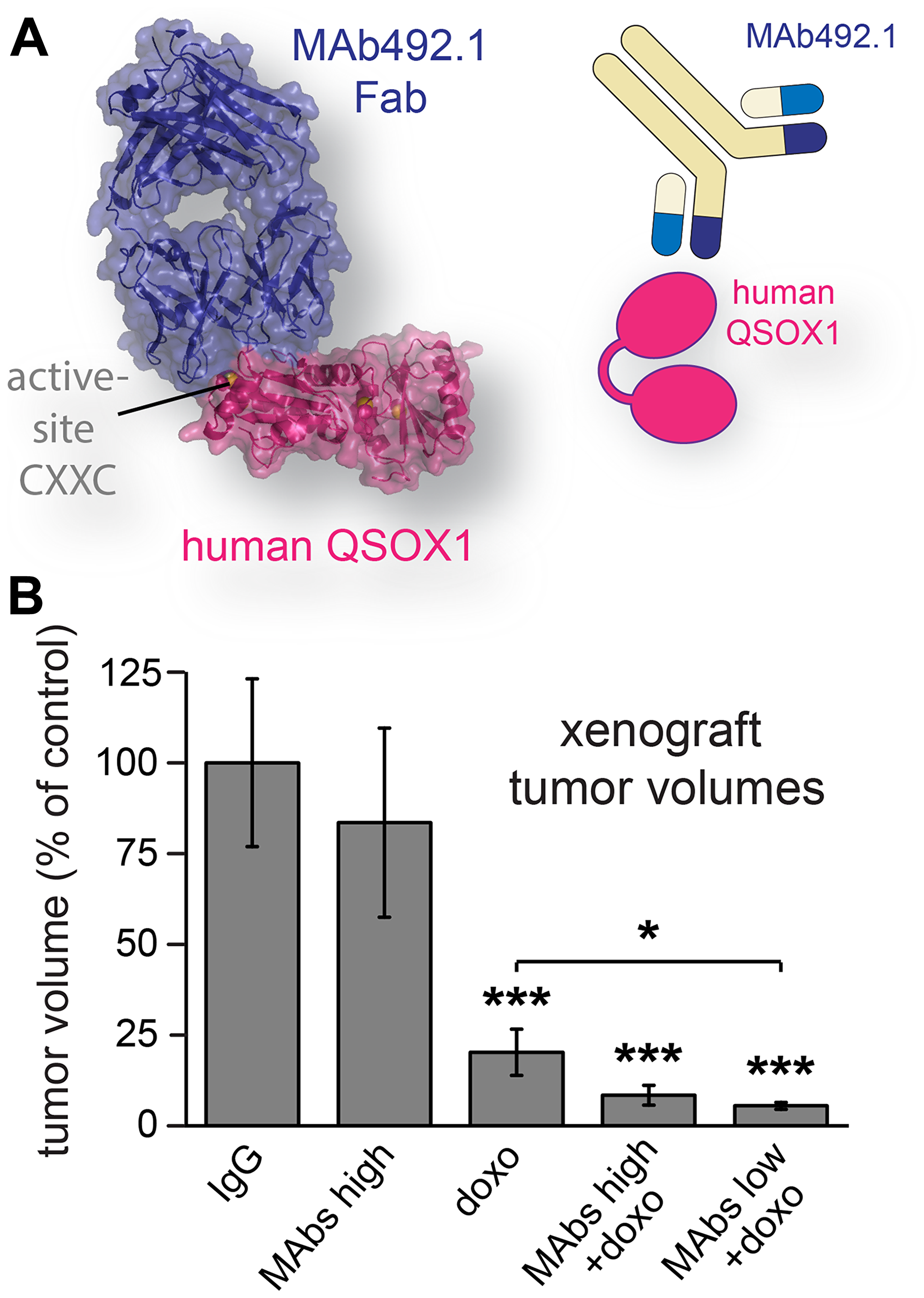 Human breast cancer xenograft model treated with QSOX1 inhibitory monoclonal antibodies and chemotherapy