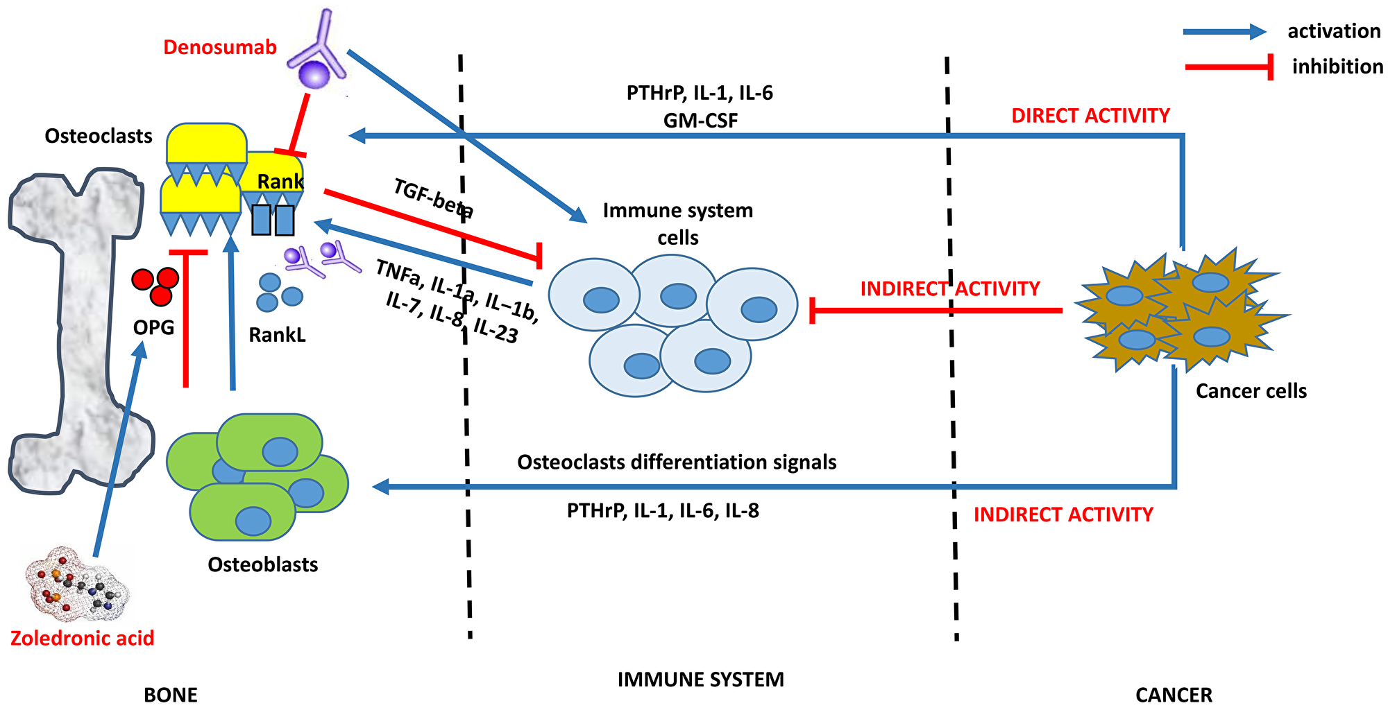 An example of interaction between bone, immune and cancer cells: osteoclastogenesis, mechanism of bone resorption and potential targets of biphosphonates and denosumab