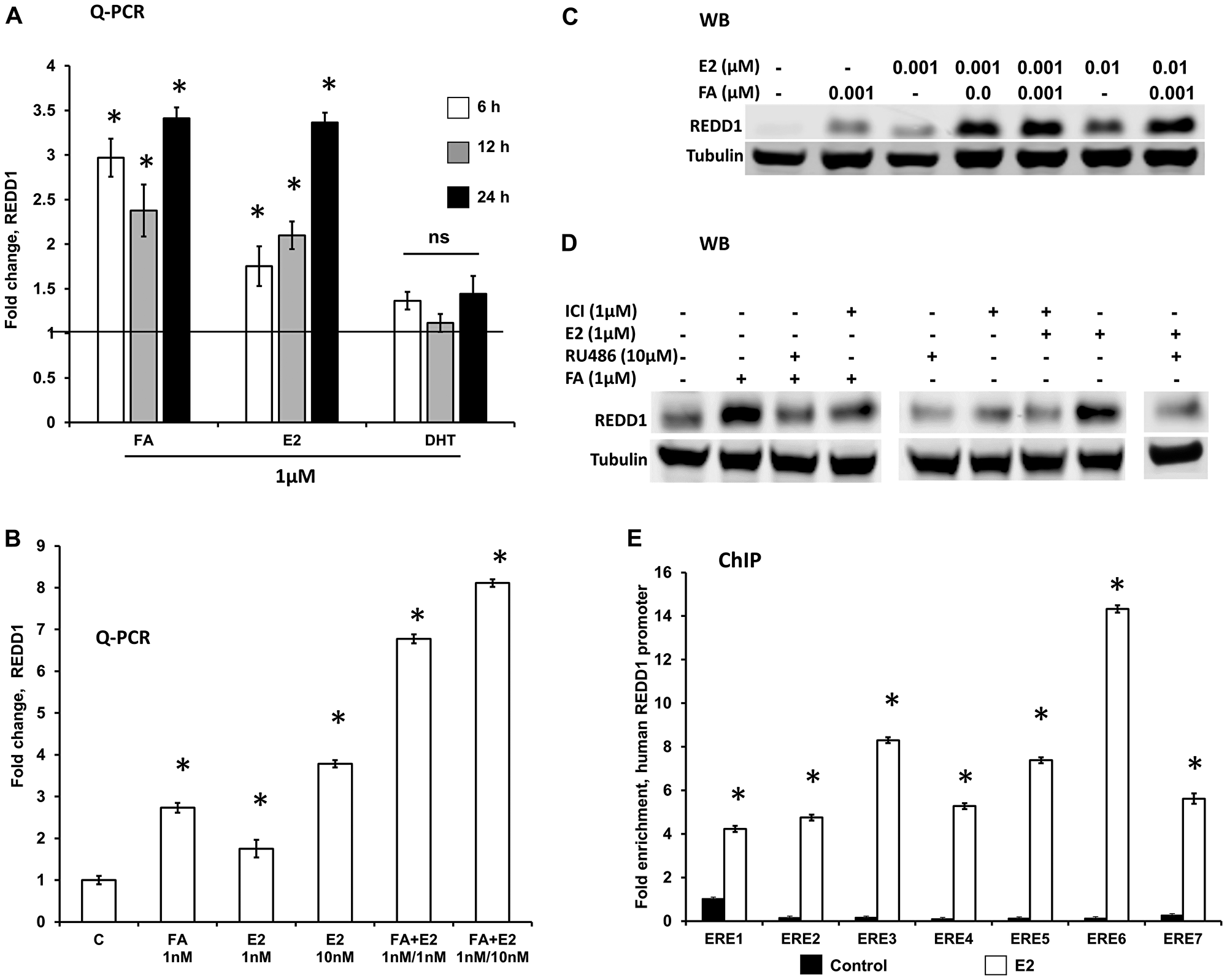 REDD1 expression in keratinocytes is co-regulated by glucocorticoids and estrogens