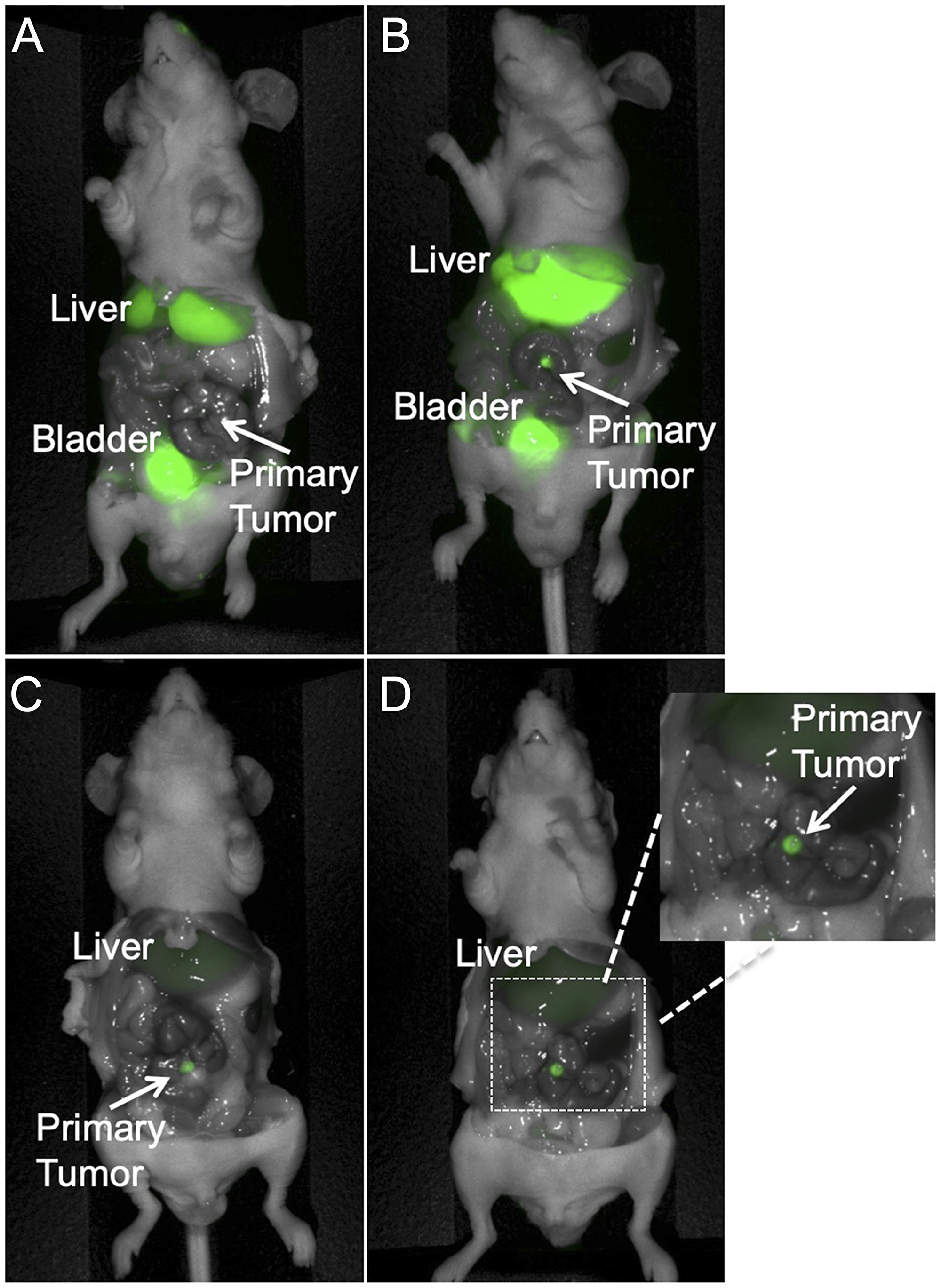 Representative dose response imaging of 6G5j-IR800CW in a PDOX model established with tumor implantation to the colon with patient colon cancer metastasis to the lung (Lung 4)