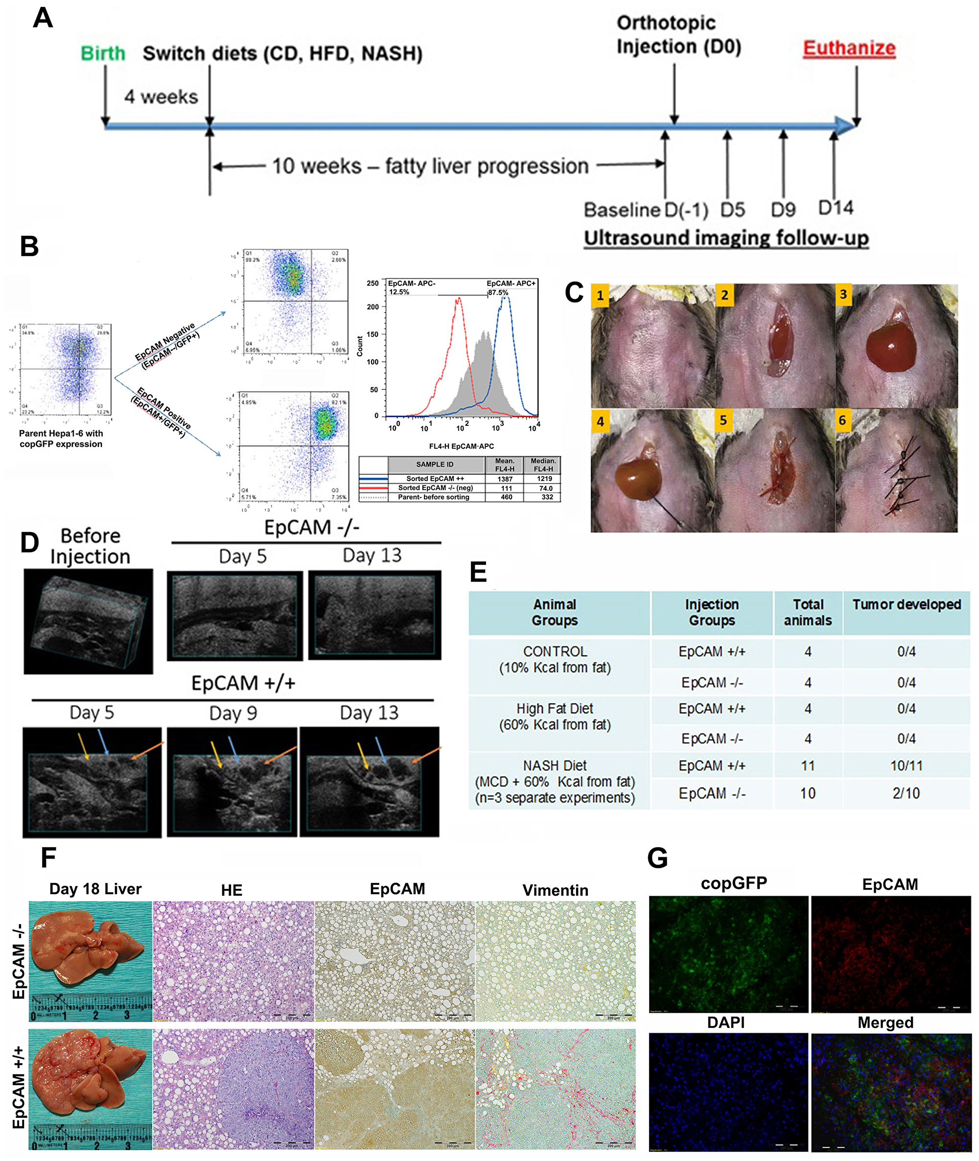 NASH microenvironment is tumorigenic for EpCAM+ Hepa1-6 CSCs in orthotopic immunocompetent mouse models