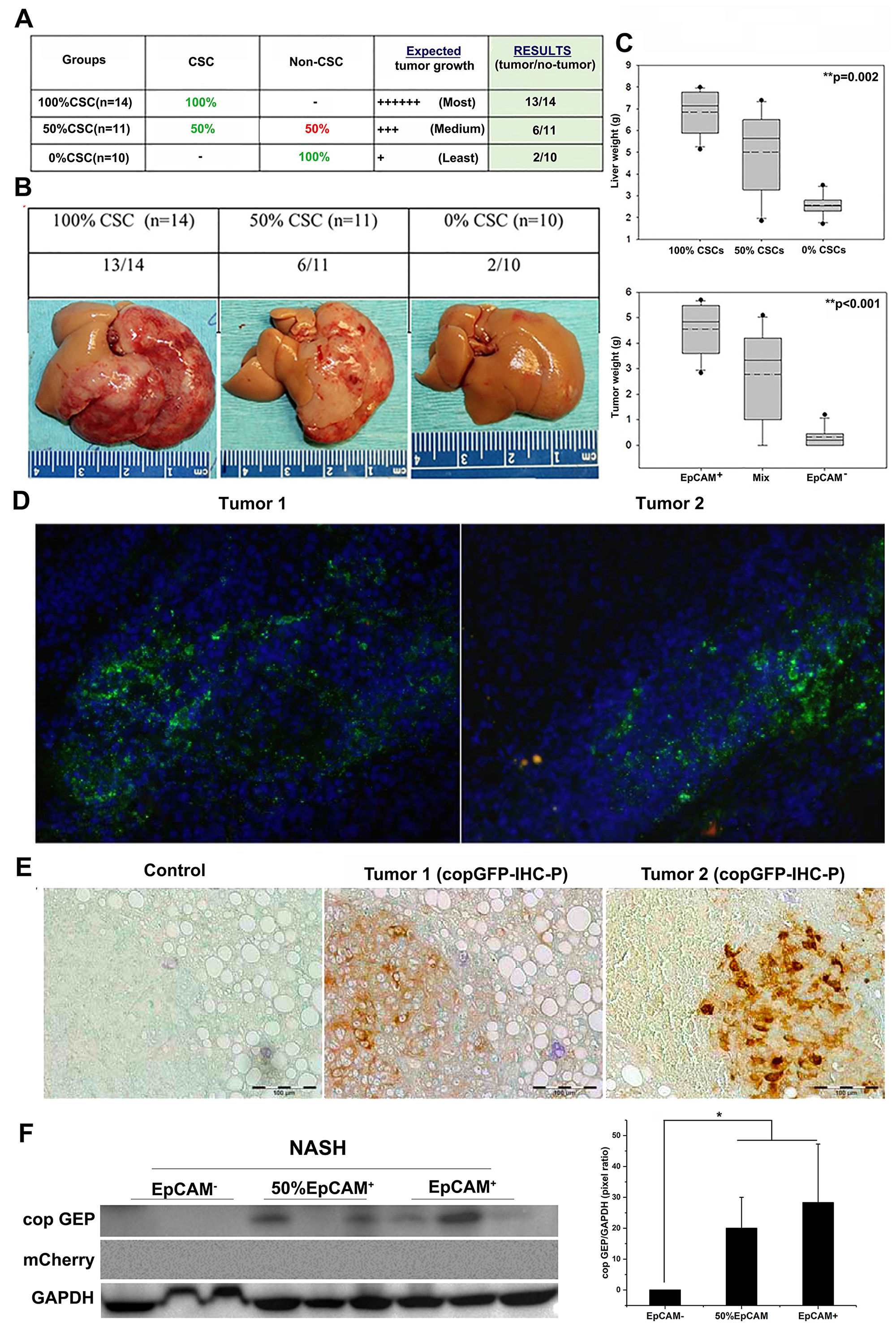 Lineage tracking study showed that tumor initiation in NASH liver microenvironment is dose-dependent of EpCAM+ CSCs