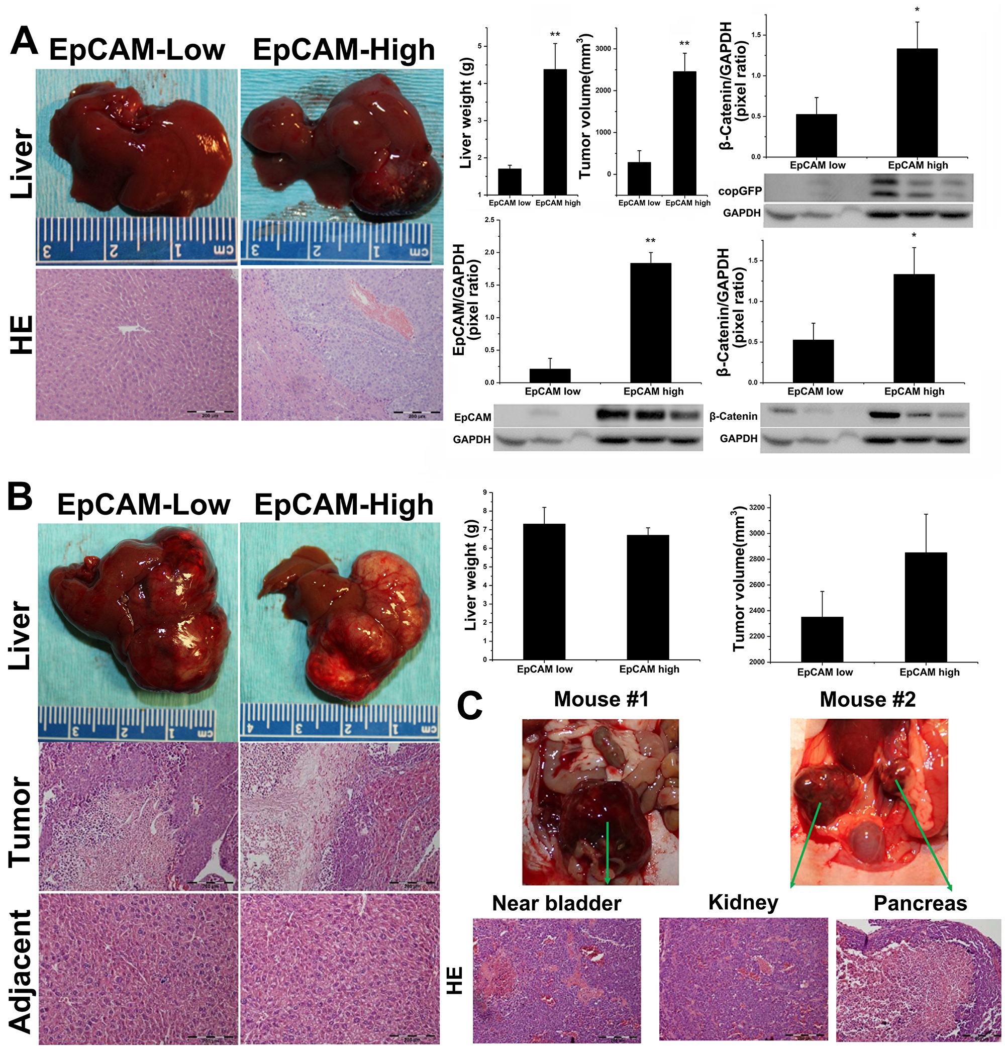 Hep3B and HepG2 evaluation in orthotopic Athymic Nu/J mouse models