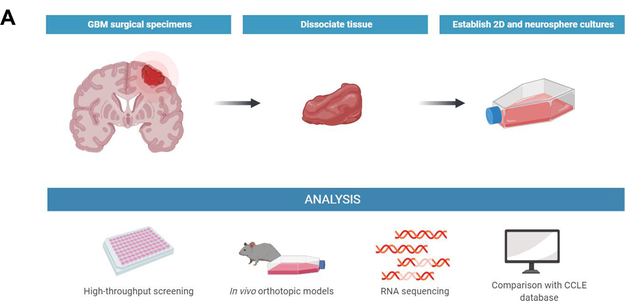 Isolation and growth characterization of new GBM models