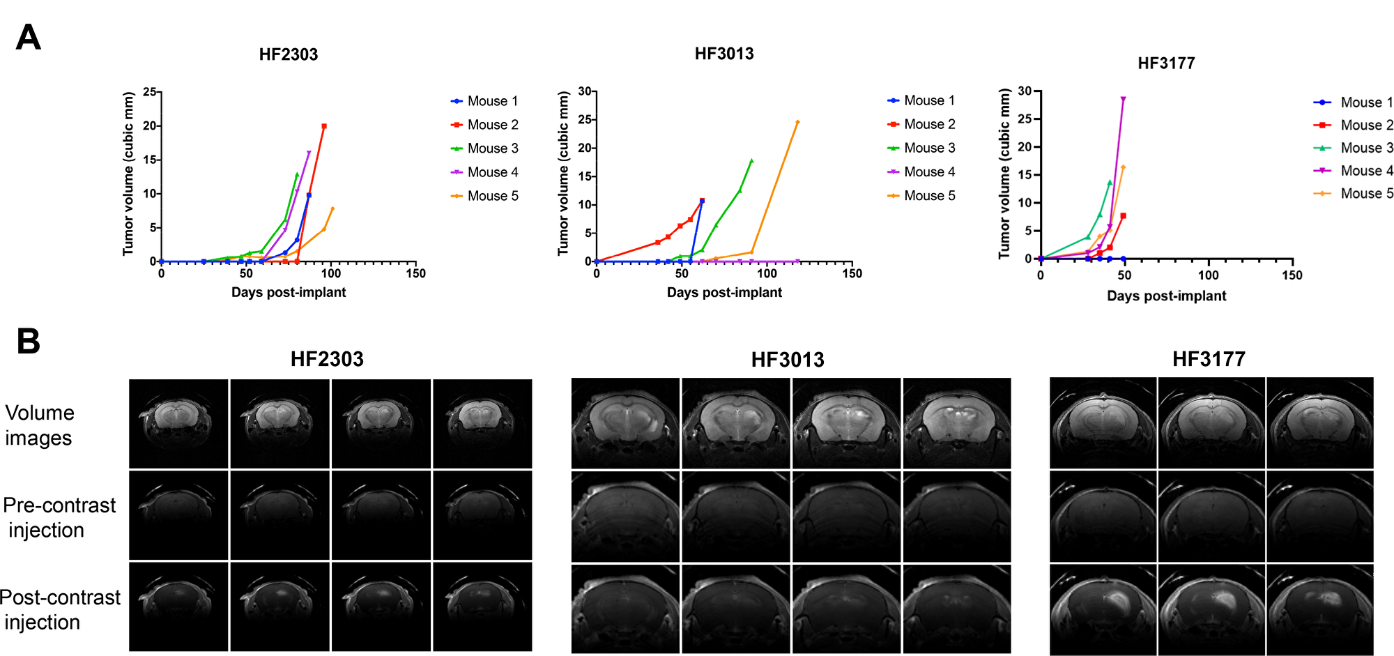 In vivo characteristics of orthotopic xenograft GBM models