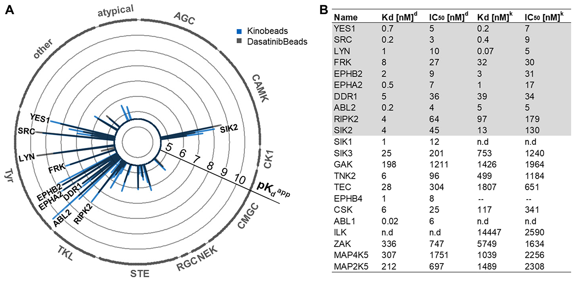 (A) Radarplot showing the kinome profile of GC AGP-01 cells using Kinobeads or Dasabeads, respectively. Kinases found to be potently bound in both types of experiments. Each spike is a protein target, and the length of the spike is indicative of apparent binding affinity depicted as pKDapp. Kinase subfamilies are indicated around the circle. (B) Selectivity profiling of dasatinib using Dasabeads (d) or Kinobeads (k). Shown are the 22 most potently bound kinases.