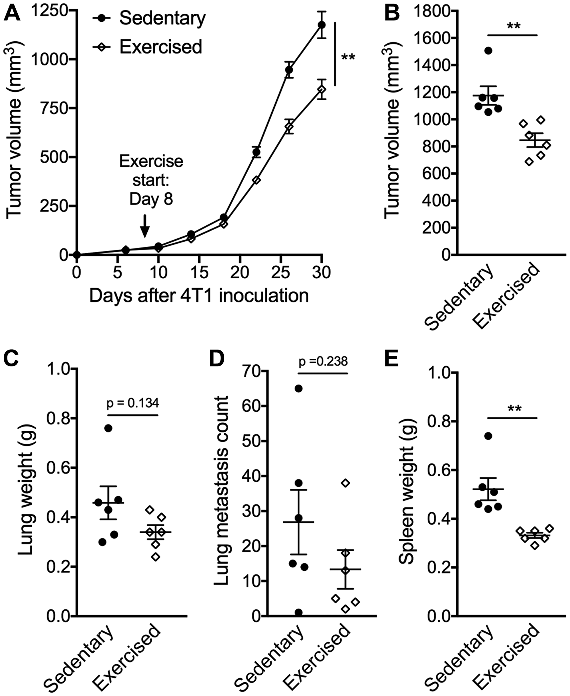Exercise training delays tumor growth