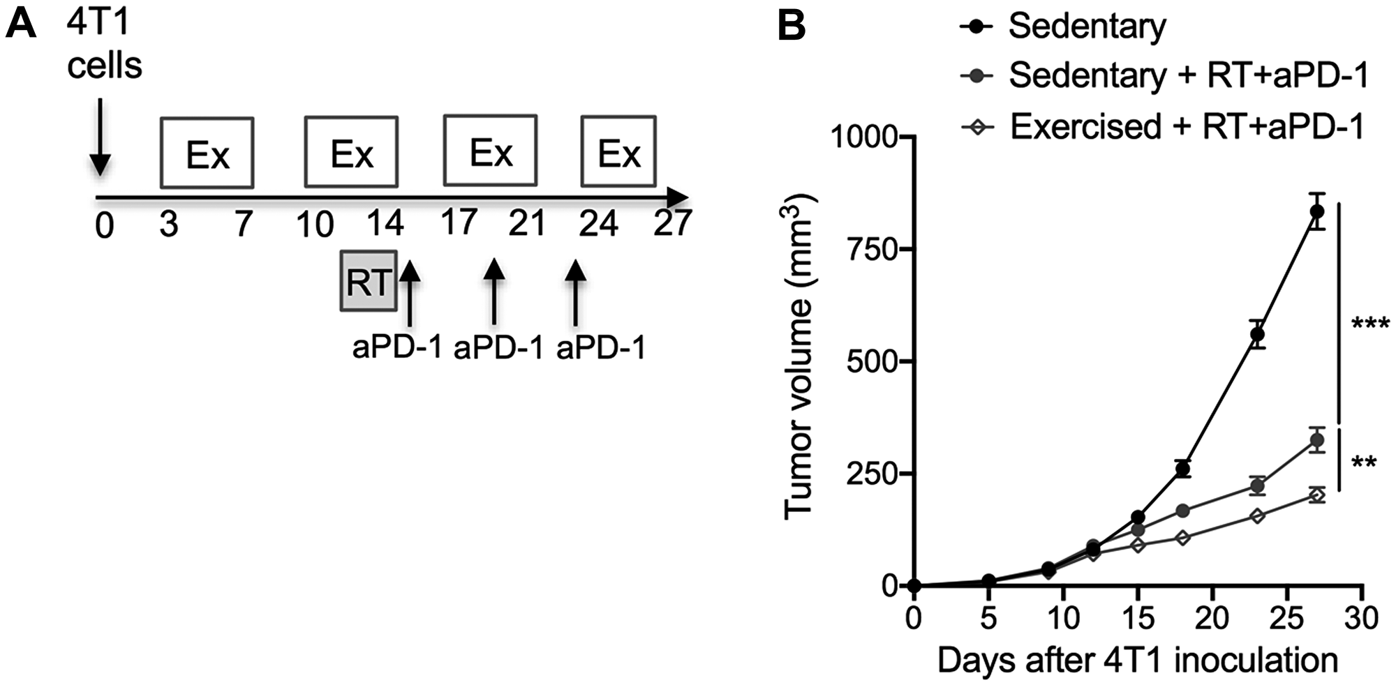 Exercise training as an adjunct therapy potentiates anti-tumor immunity induced by radiotherapy and immunotherapy combinations