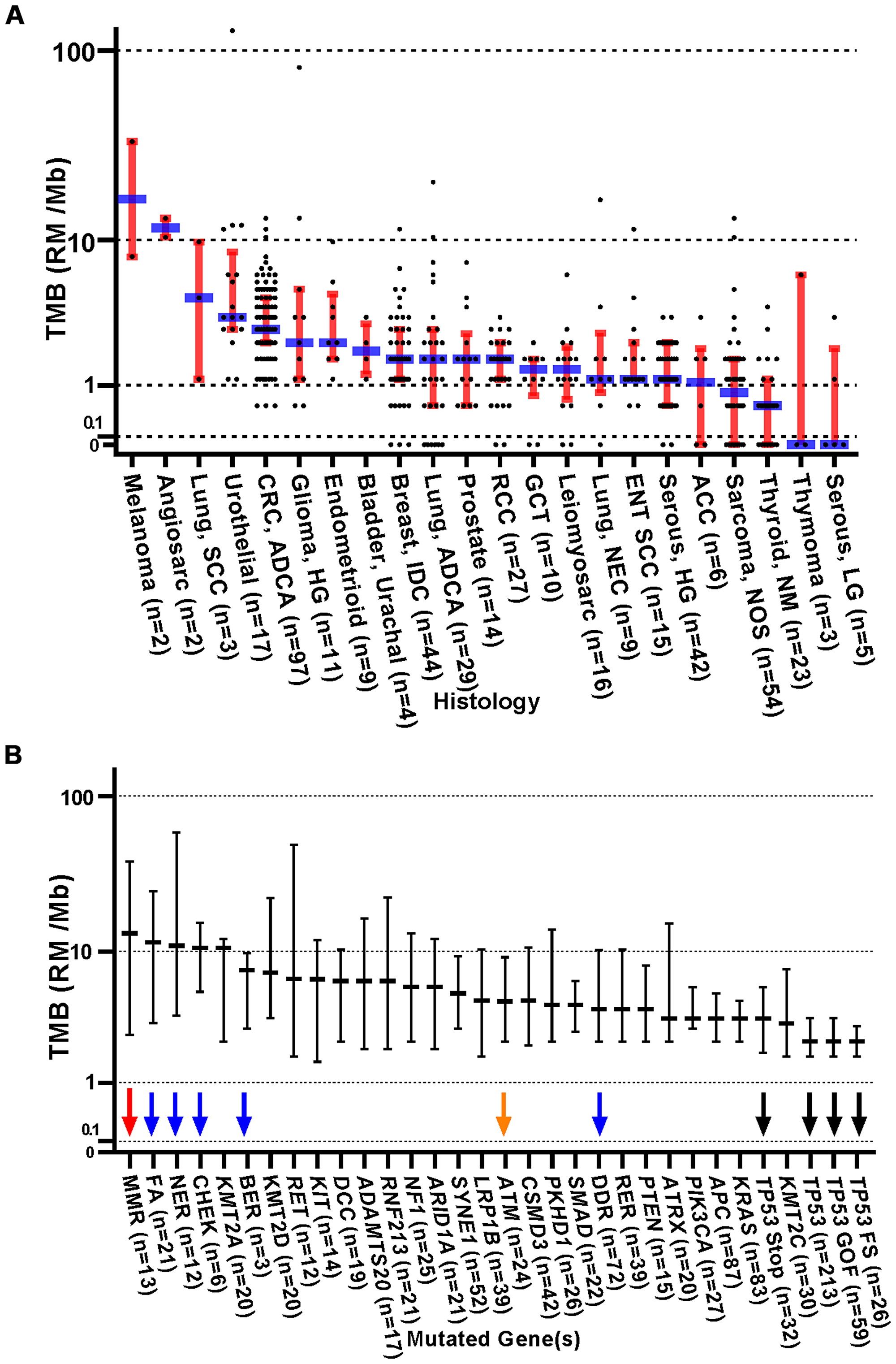 Figure 1: Distribution of TMB (RMs /Mb) stratified by original histologic diagnosis and by gene mutation profile.