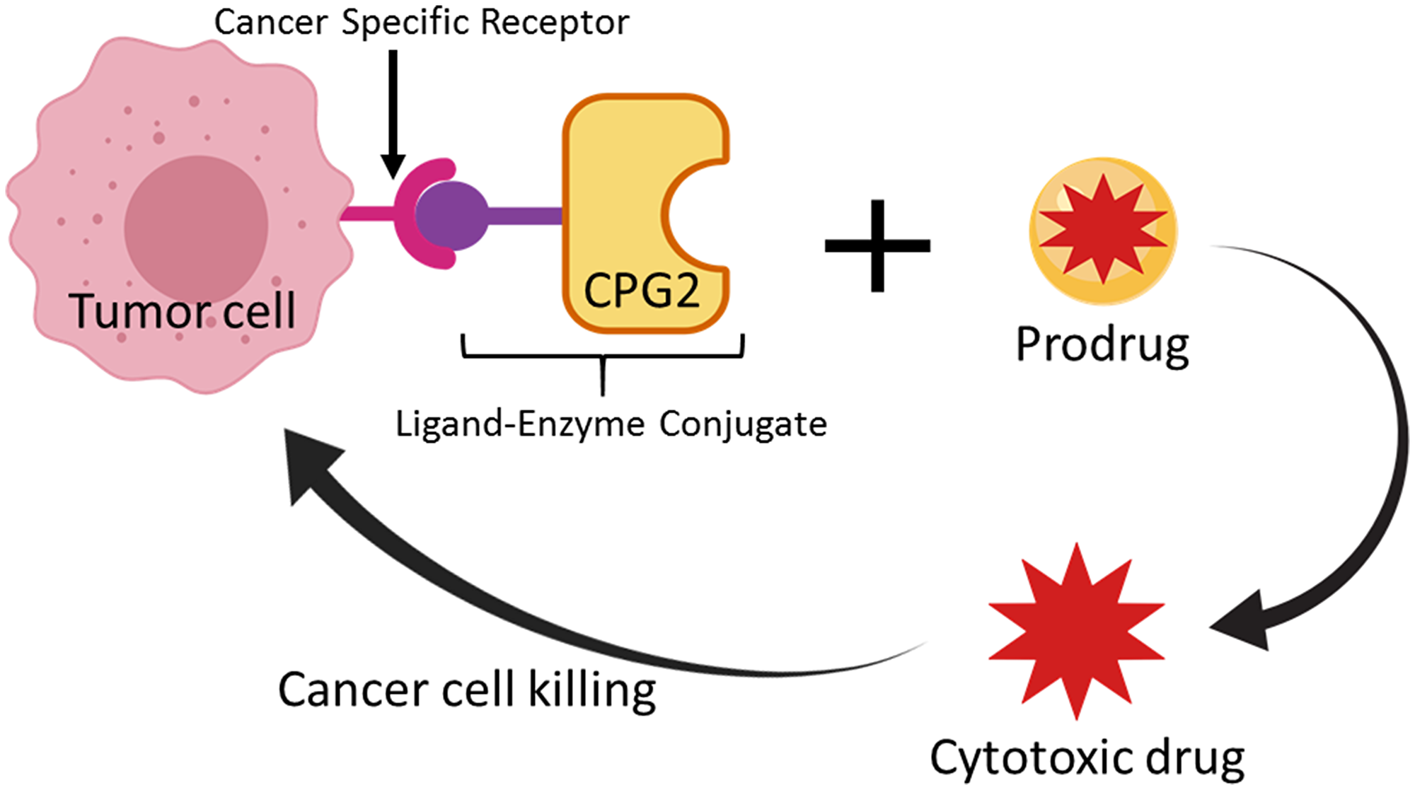 Schematic representation of the Ligand-Directed Enzyme Pro-Drug Therapy (LDEPT) strategy