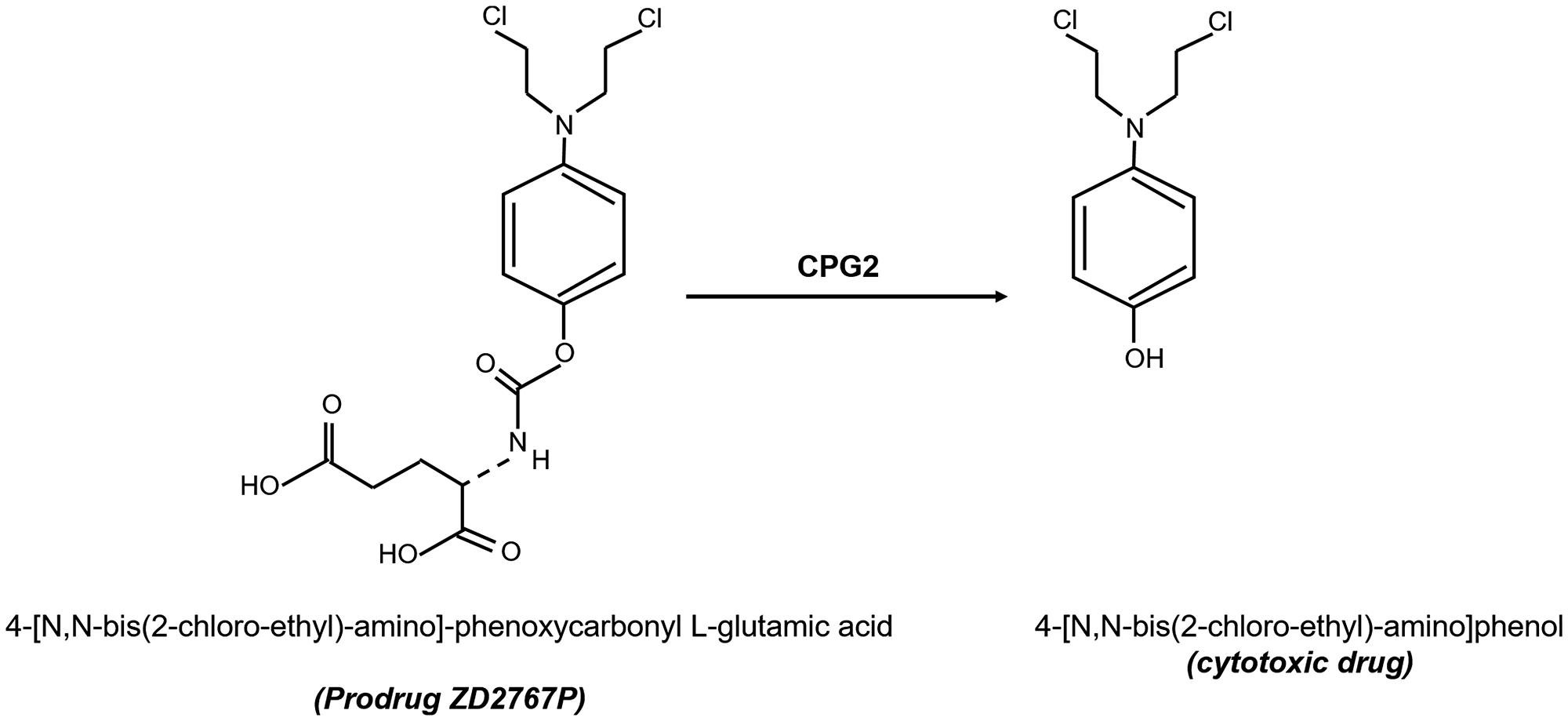 Structures of the prodrug compound (ZD2676P) used in this study and the cytotoxic compound produced following carbopeptidase G2 “CPG2”-mediated hydrolysis and removal of a glutamic acid moiety.