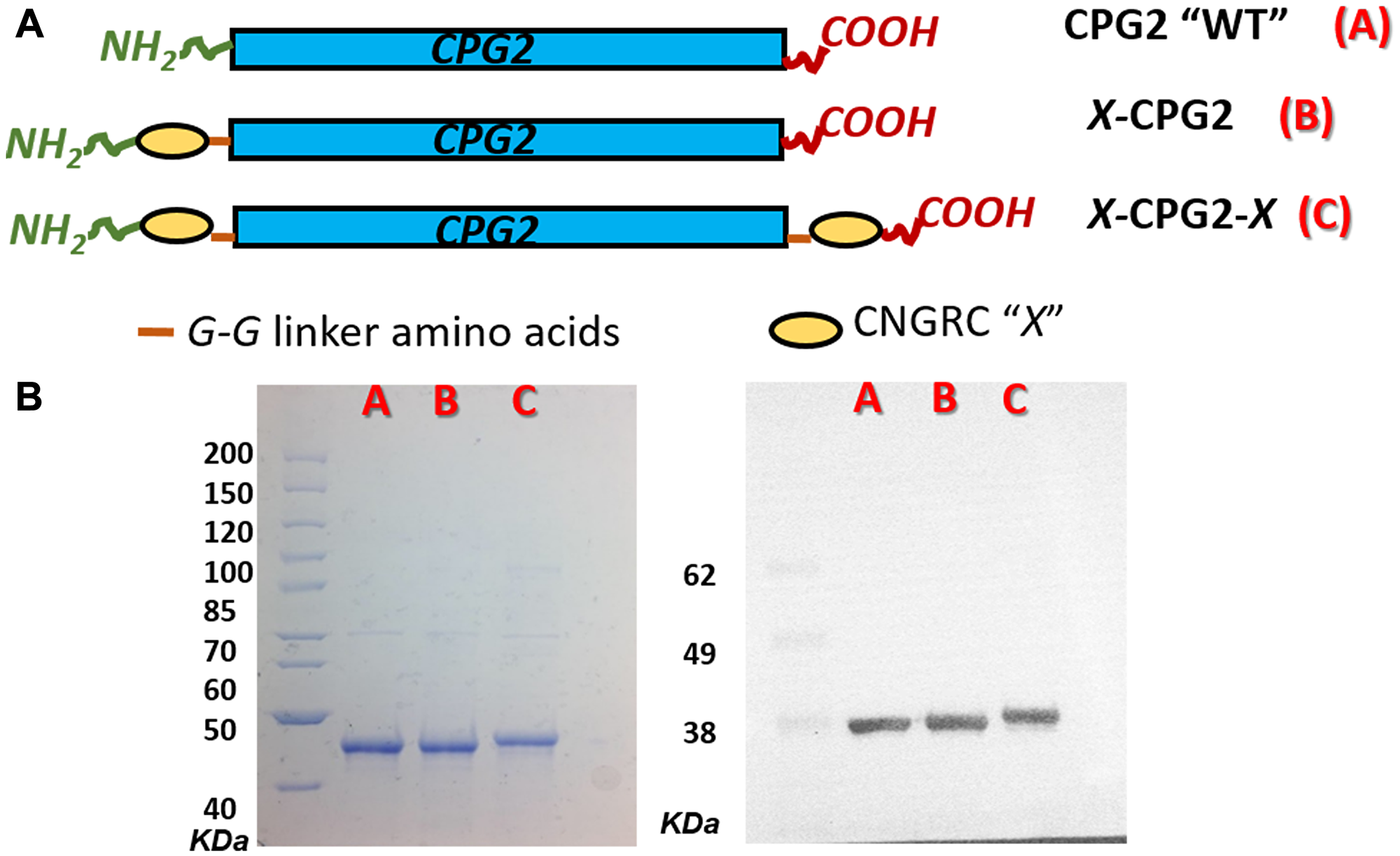 Cloning and production of CNGRC-CPG2 fusion proteins