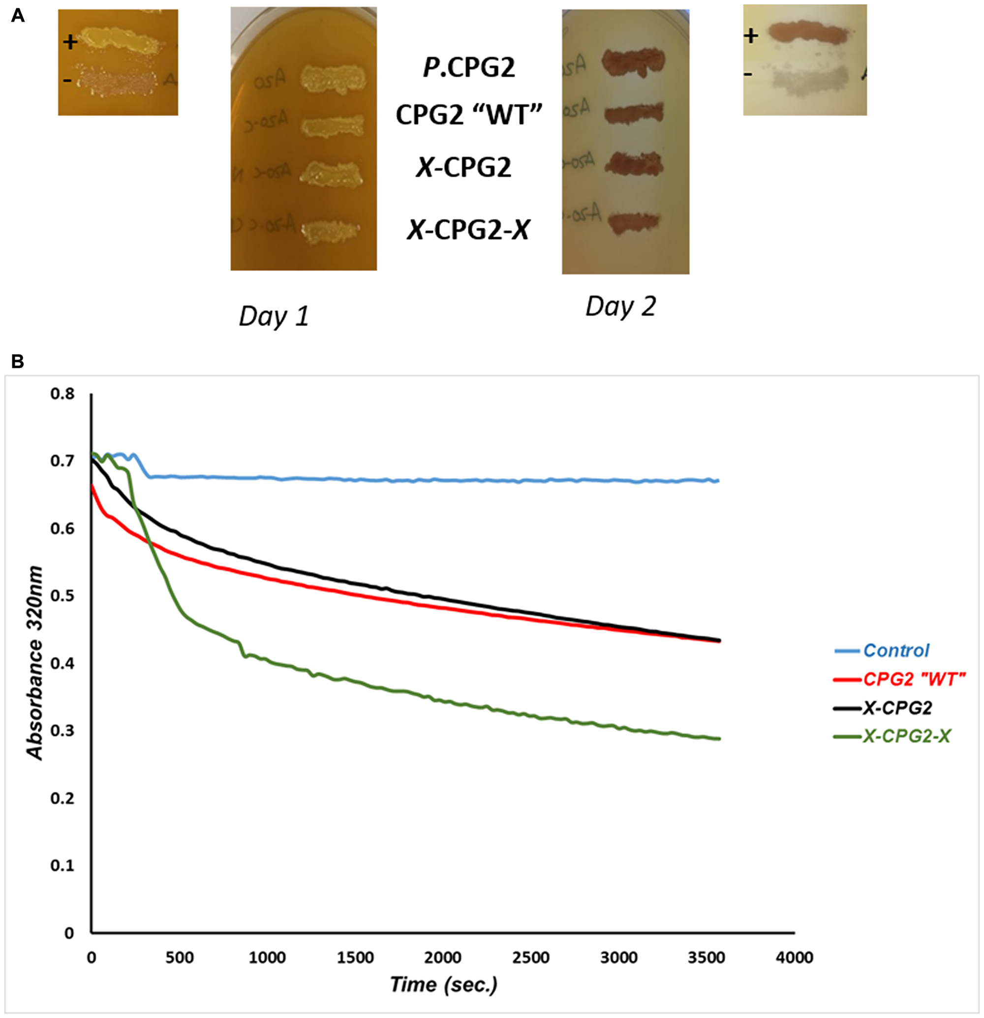 Catalytic activity and kinetics of CPG2 and its fusion protein derivatives