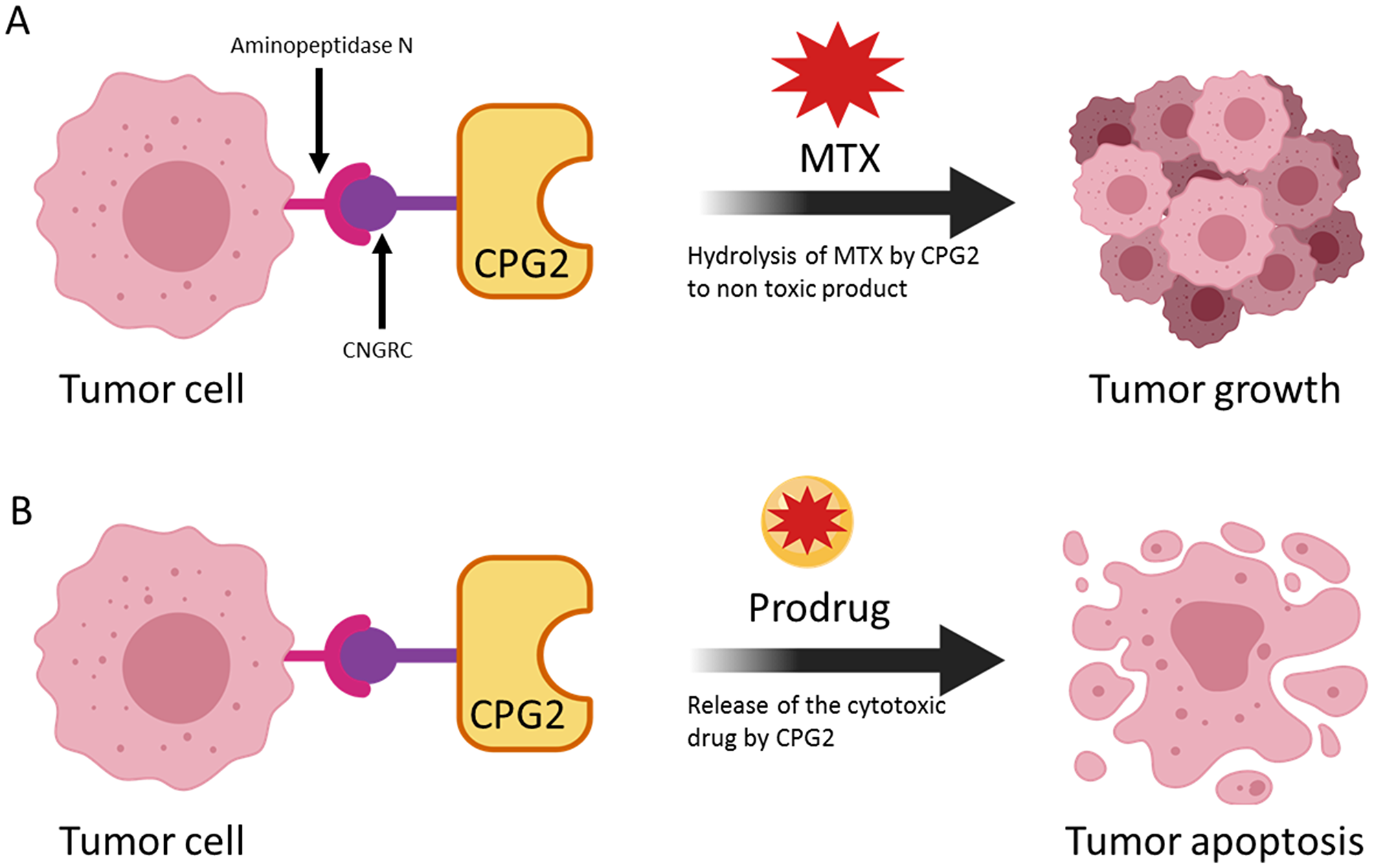 The use of a cytotoxic drug and a prodrug to demonstrate two uses of the LDEPT strategy