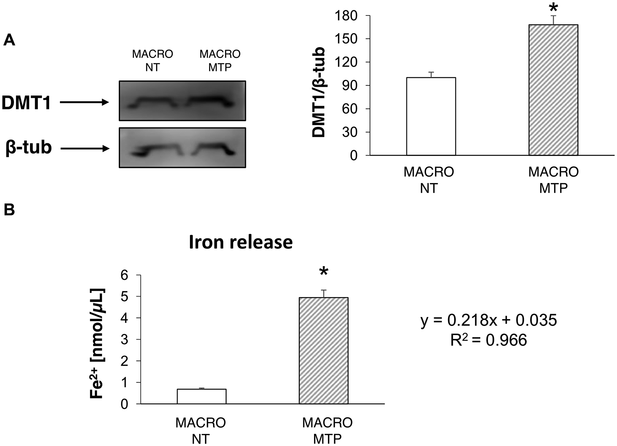 Effects of Mifamurtide (MTP) in macrophages on DMT1 expression and iron release