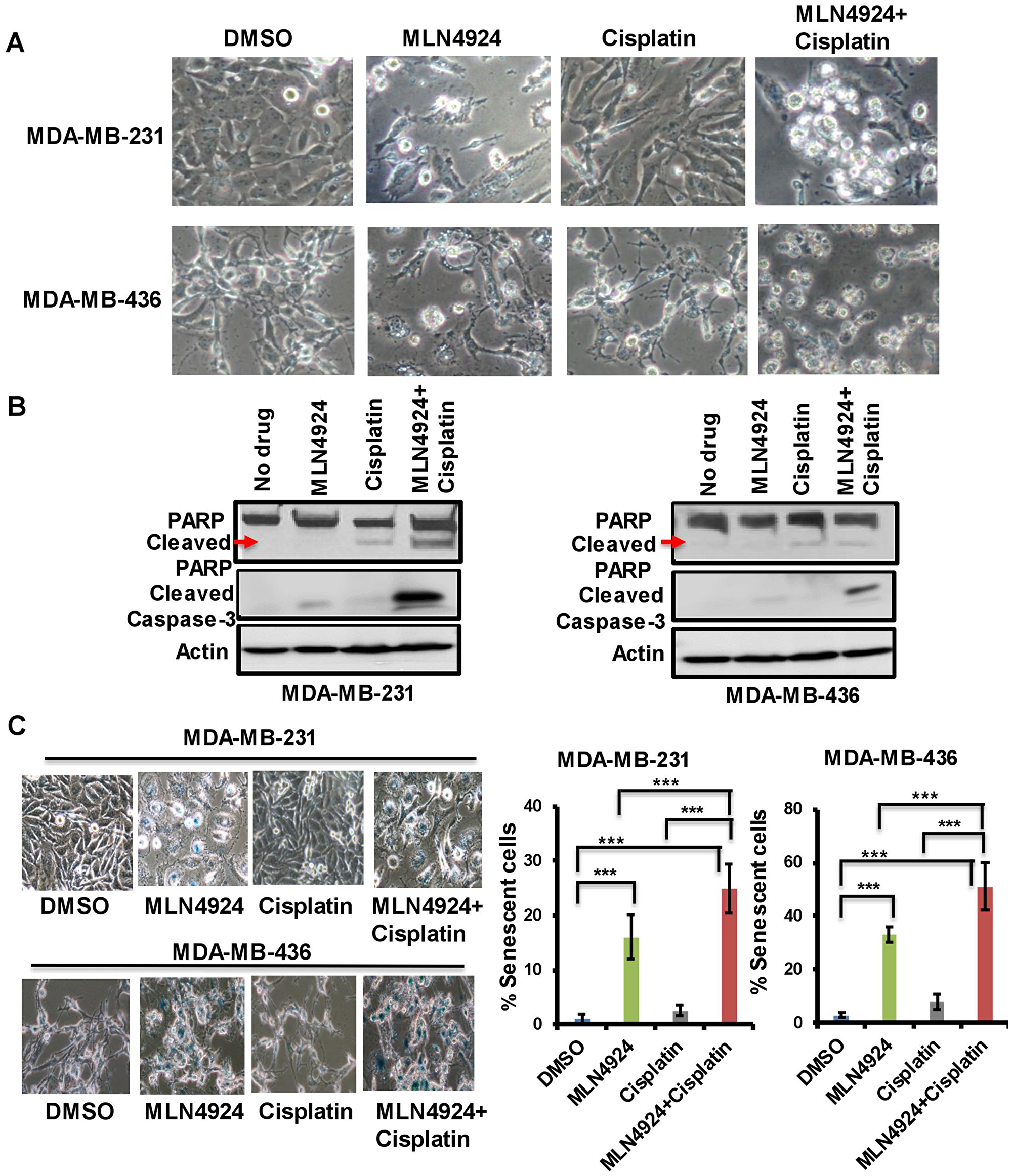 MLN4924 induces apoptosis and senescence in TNBC cells which are enhanced by MLN4924/cisplatin combination treatment