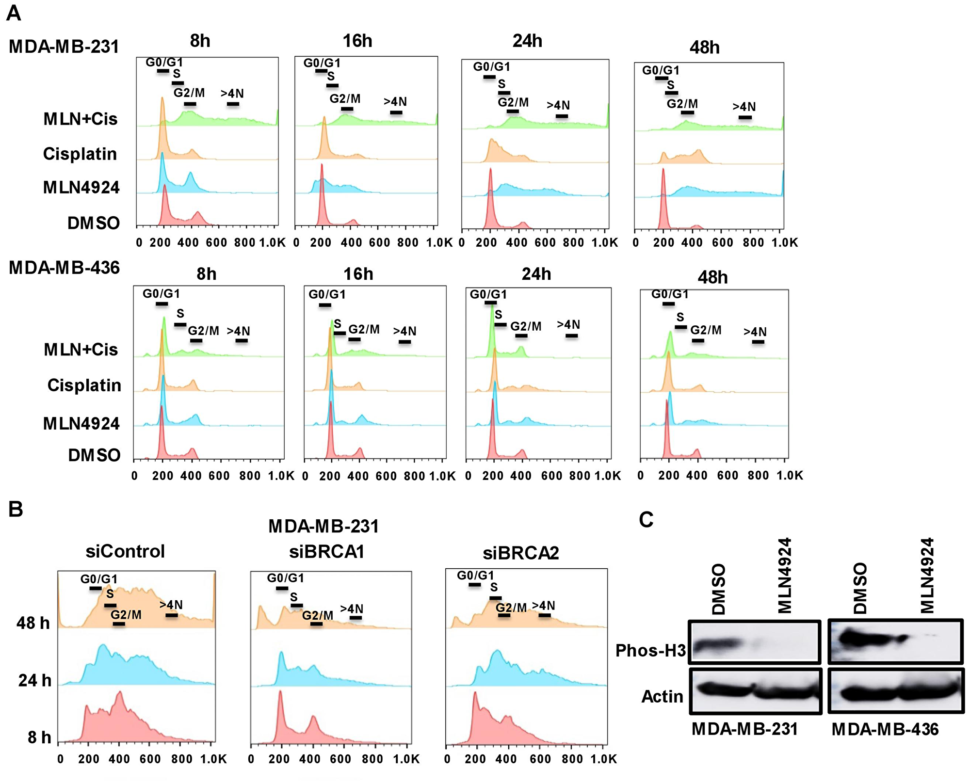 The inhibition of the neddylation pathway results in re-replication and S/G2 arrest which are partially dependent on BRCA1