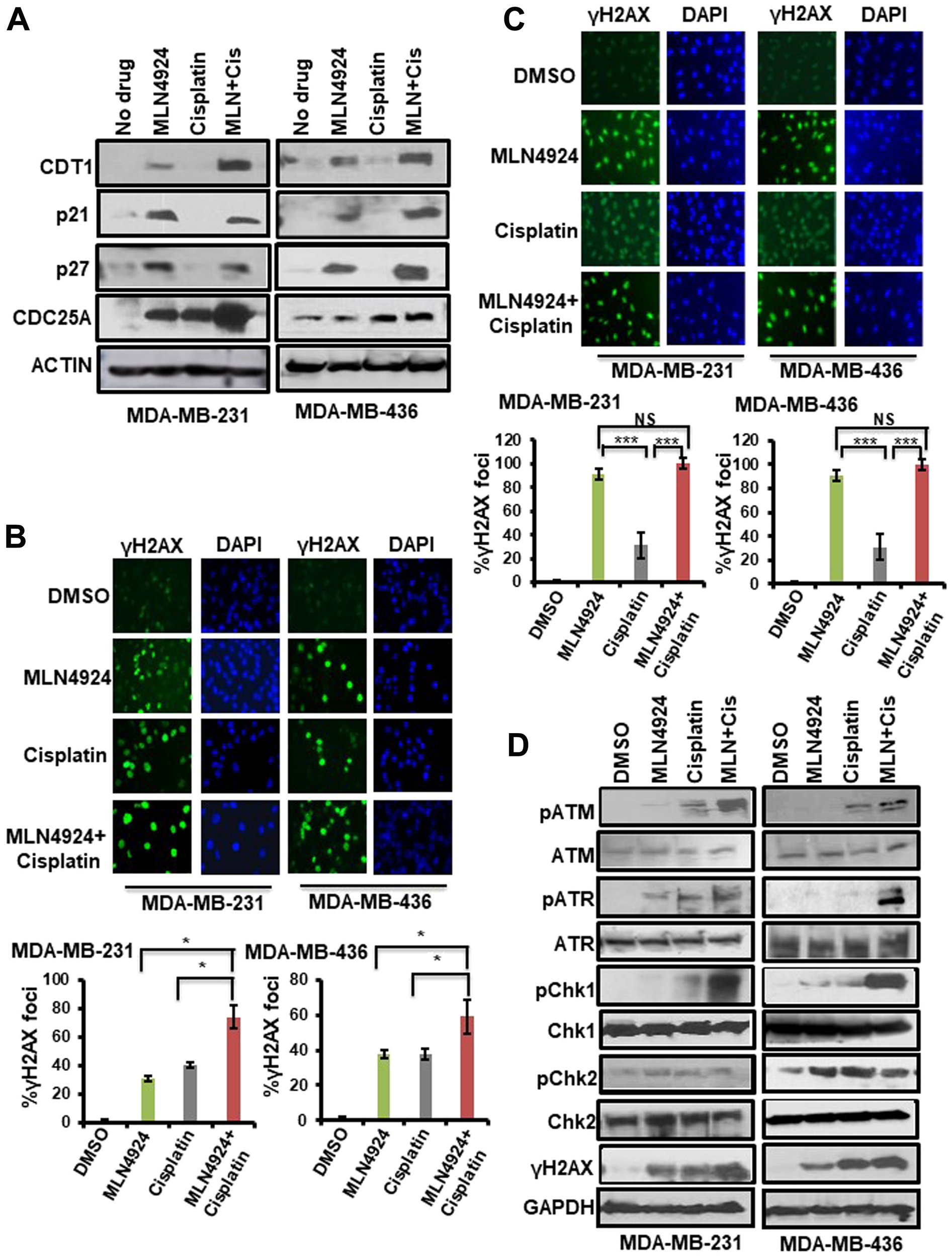 Inhibition of neddylation pathway induces accumulation of neddylation substrates, DNA damage, and the activation of the cell cycle checkpoint which are enhanced upon MLN4924/cisplatin cotreatment