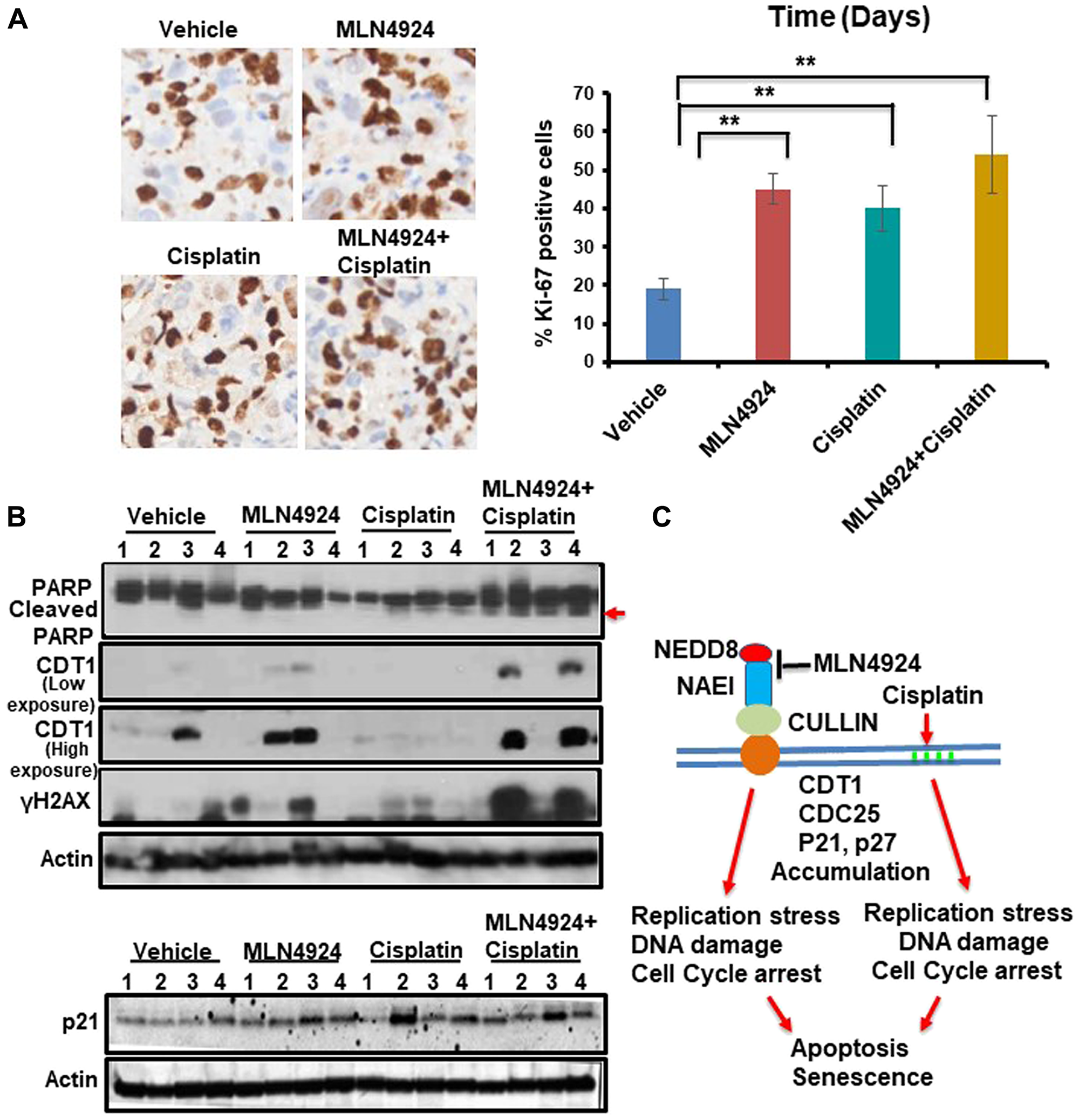 MLN4924 treatment induces DNA damage by stabilizing CDT1 and accumulates the cells in S phase which are enhanced by MLN4924/cisplatin co-treatment