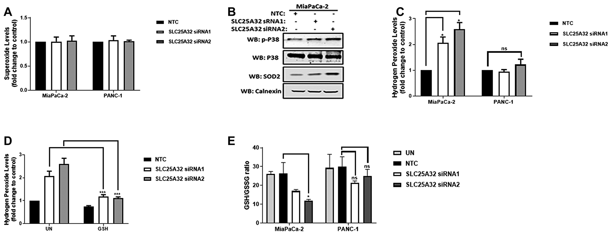 SLC25A32 knock-down induces ROS production and GSH depletion in MiaPaCa-2 cells