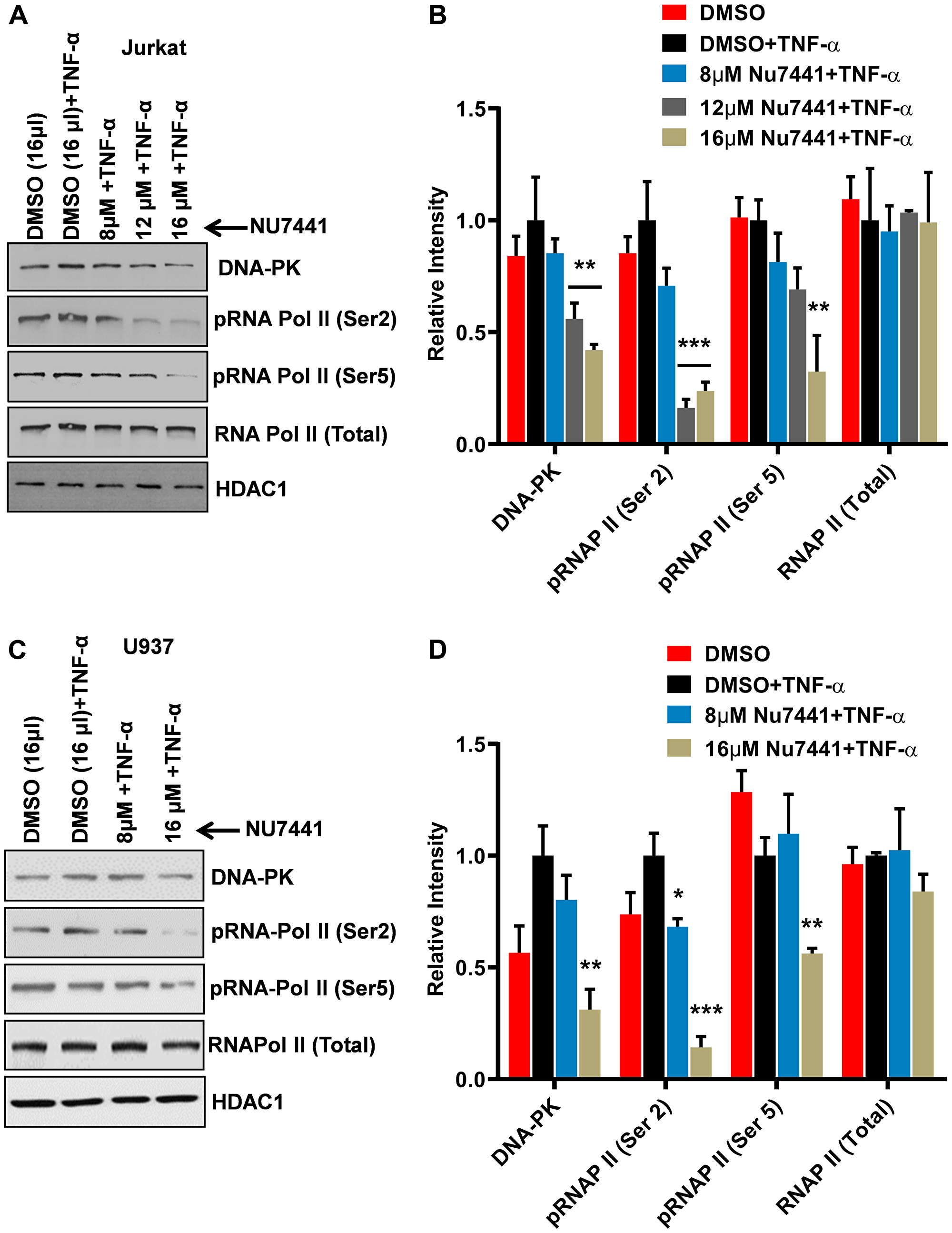 DNA-PK inhibitors repress HIV transcription by restricting RNAP II CTD phosphorylation