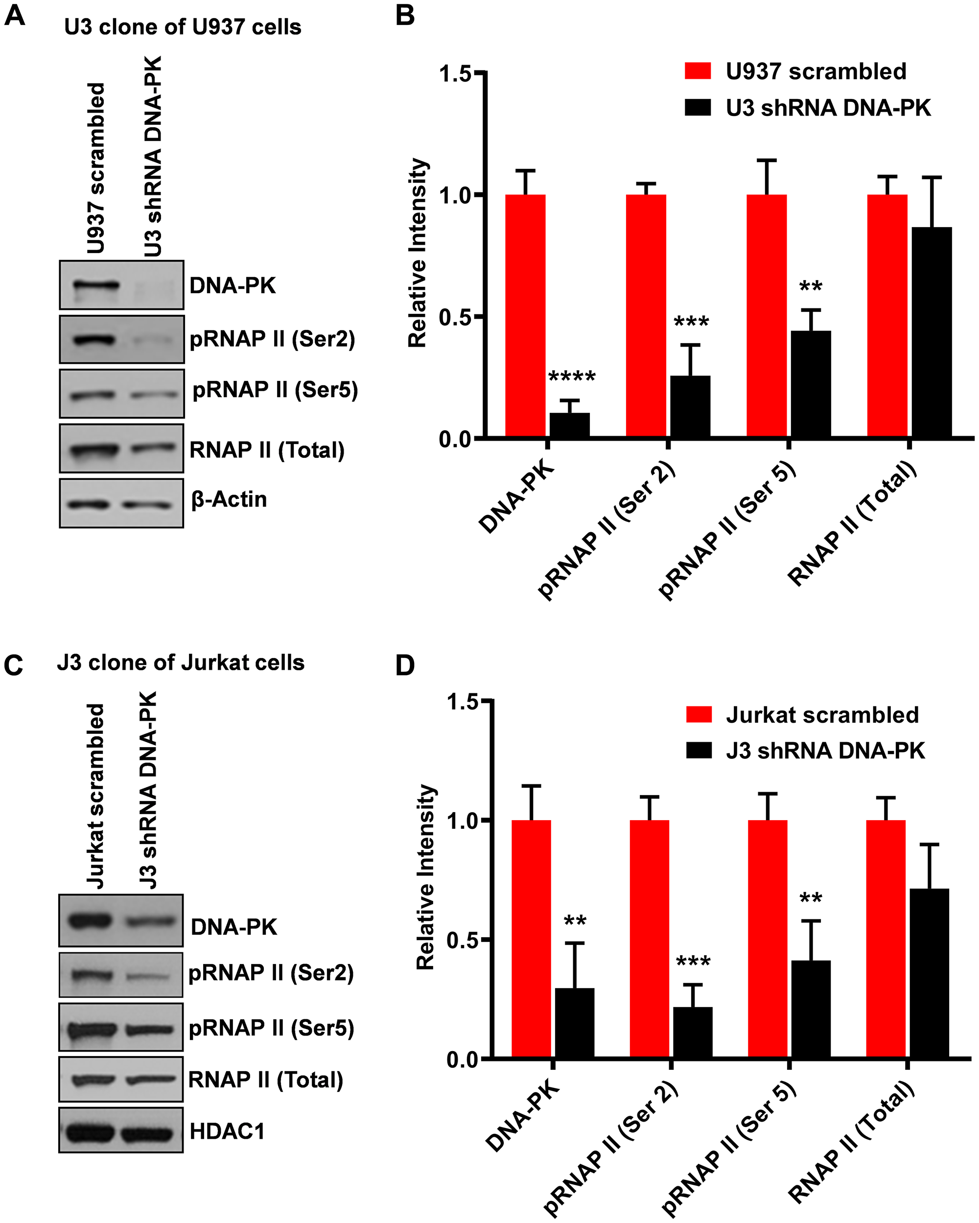 Knockdown of DNA-PK restricts RNAP II CTD phosphorylation
