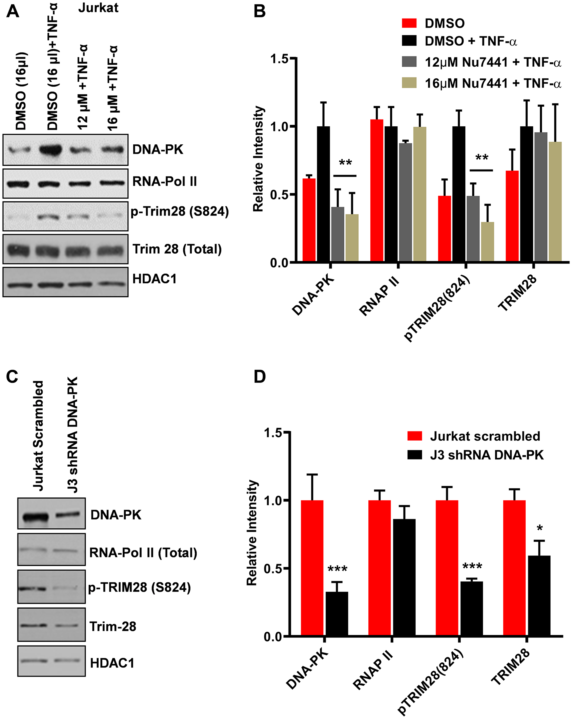 DNA-PK catalyzes the phosphorylation of TRIM28