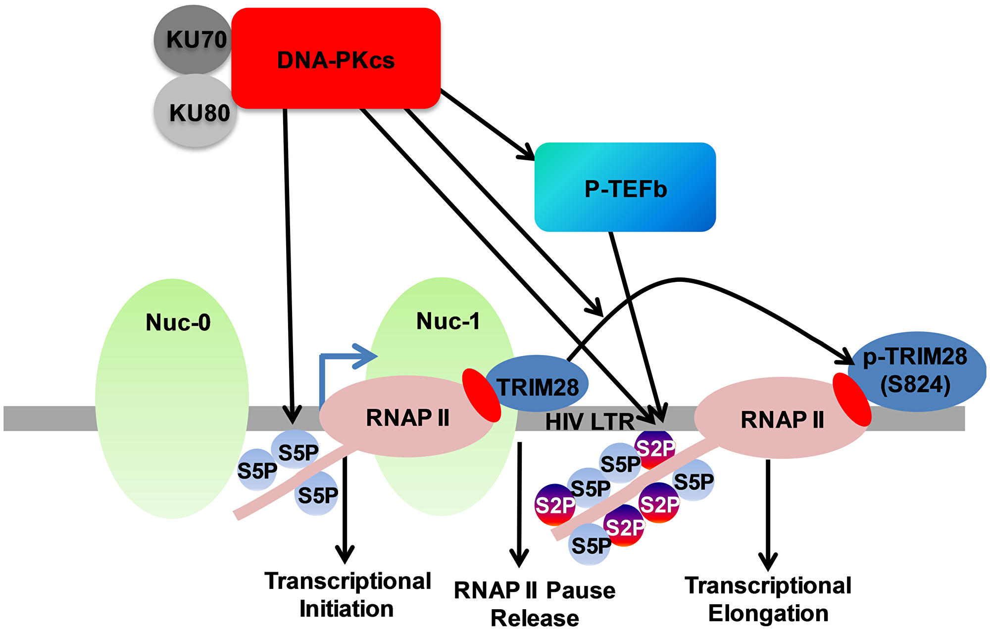 DNA-PK facilitates HIV transcription by targeting multiple mechanisms