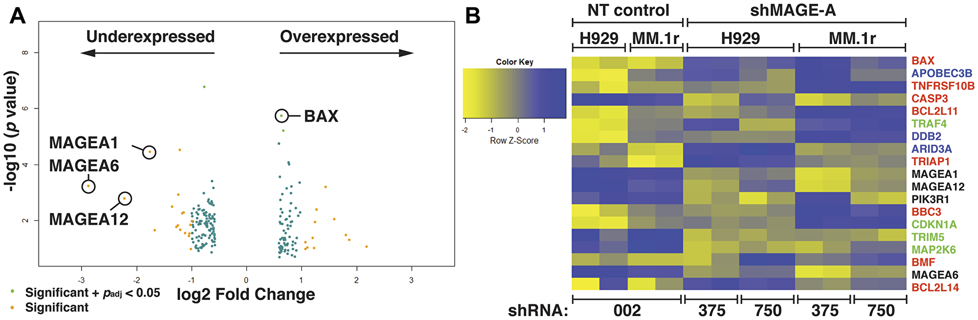 Figure 1: Gene expression profiling of HMCL after silencing of MAGE-A.