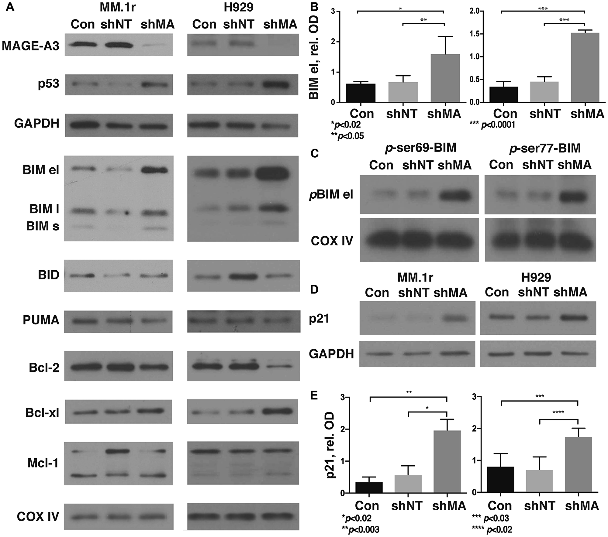 Silencing of MAGE-A in HMCL results in stabilization of phosphorylated BIM and p21Cip1