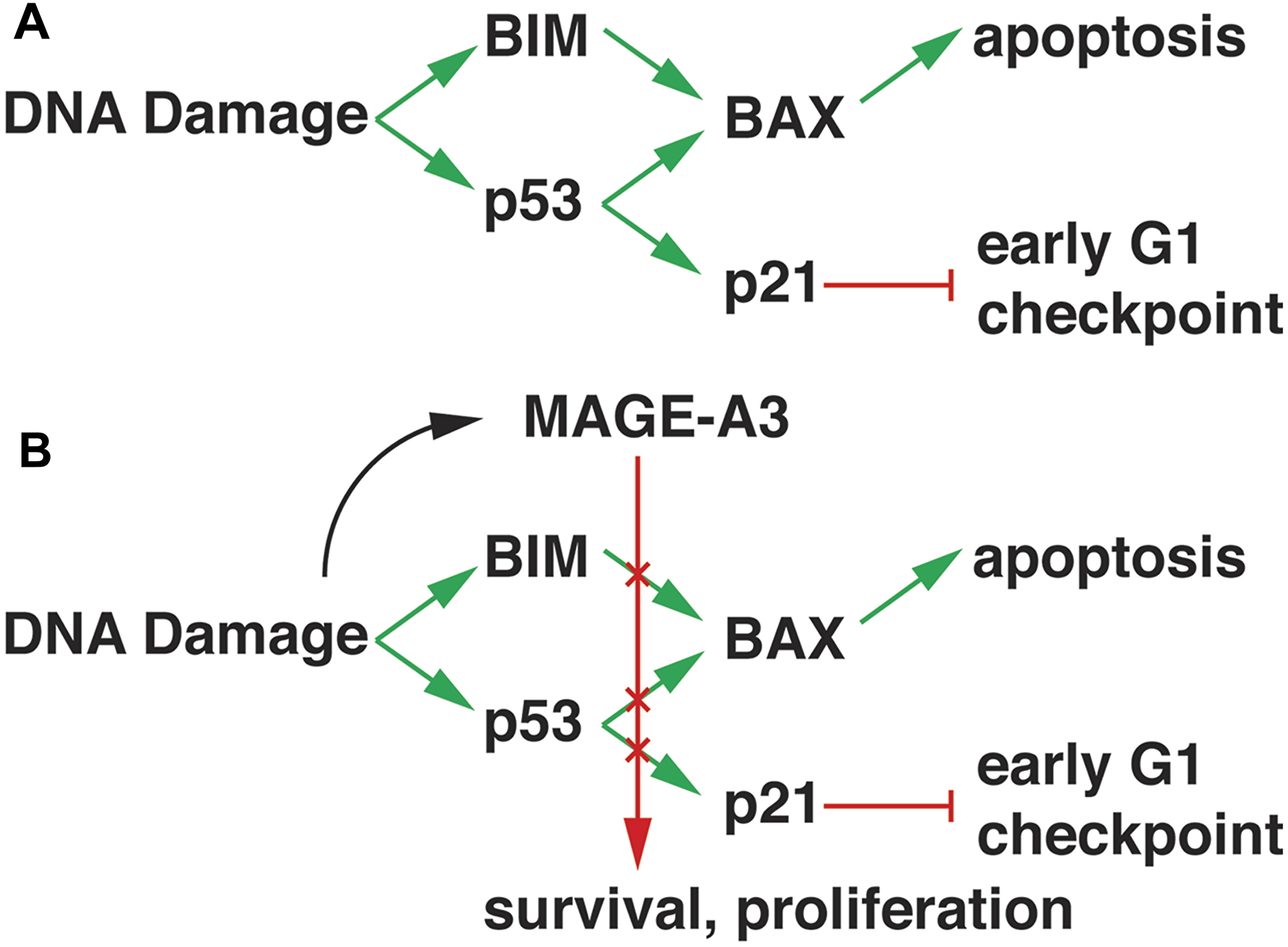 Model of MAGE-A3 activity in MM