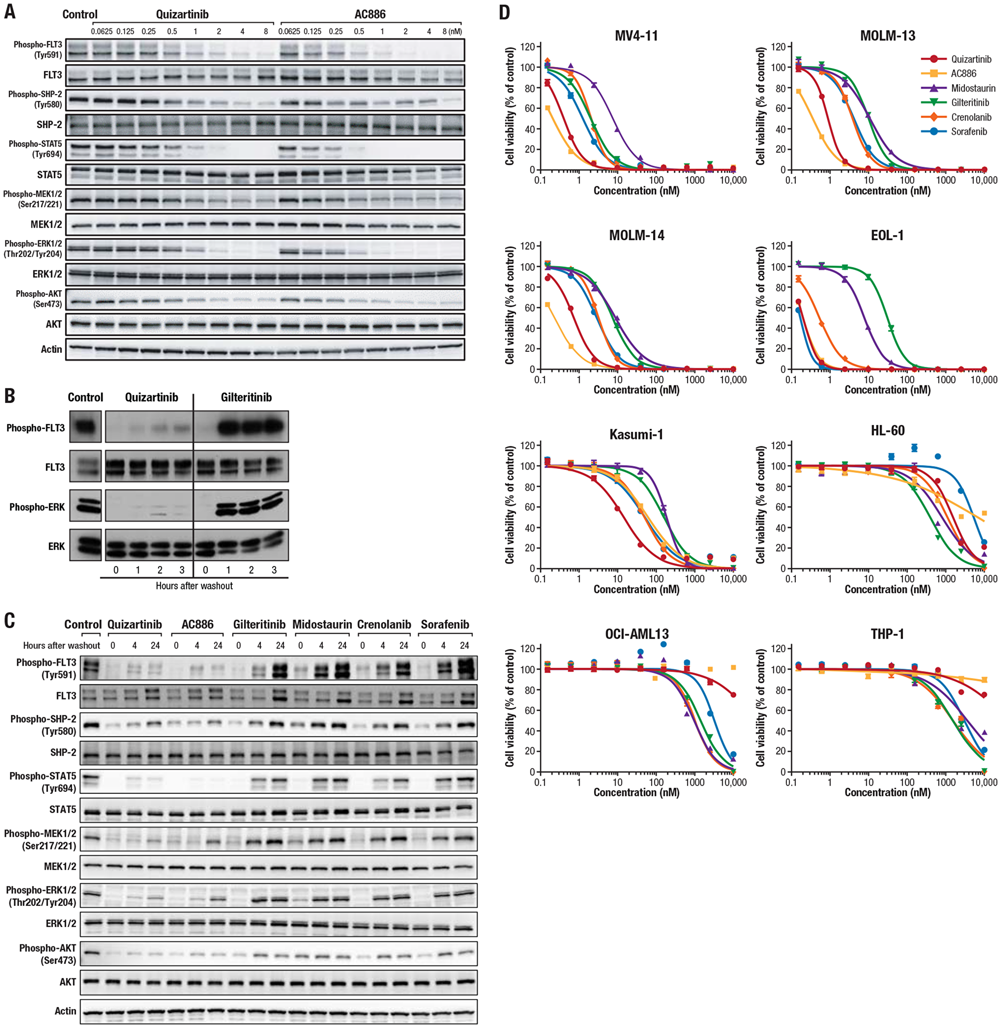 Inhibitory activity of quizartinib and other FLT3 inhibitors on the FLT3 signaling pathway and the viability of AML cells