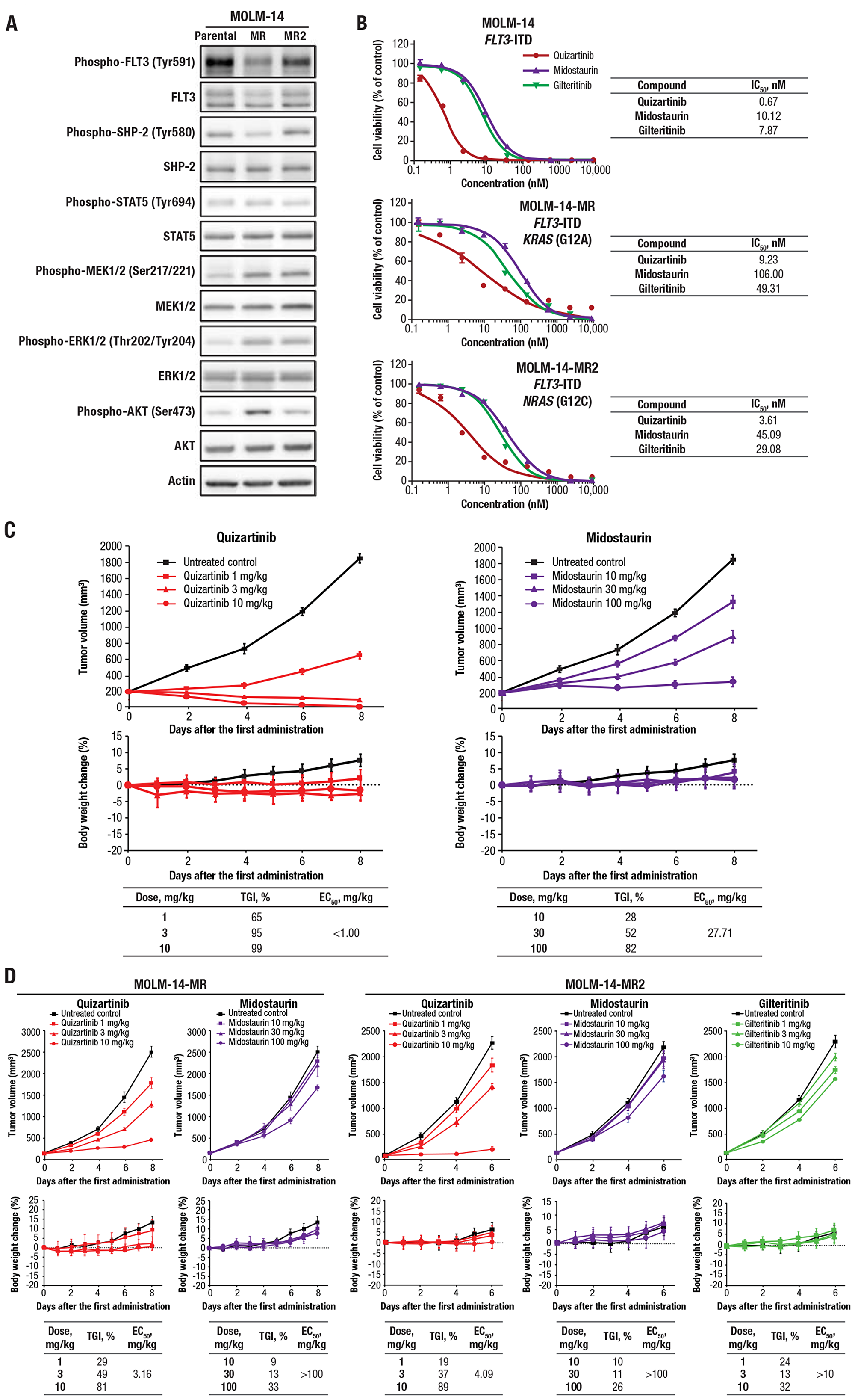 Quizartinib suppressed cell growth and had potent antitumor activity against midostaurin-resistant cells