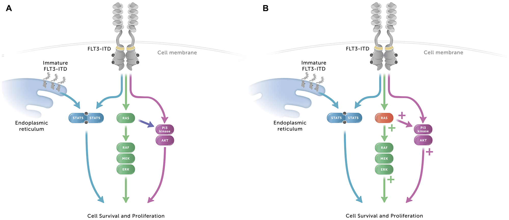 Signaling pathways in AML cells with FLT3-ITD with or without RAS mutation granting midostaurin resistance