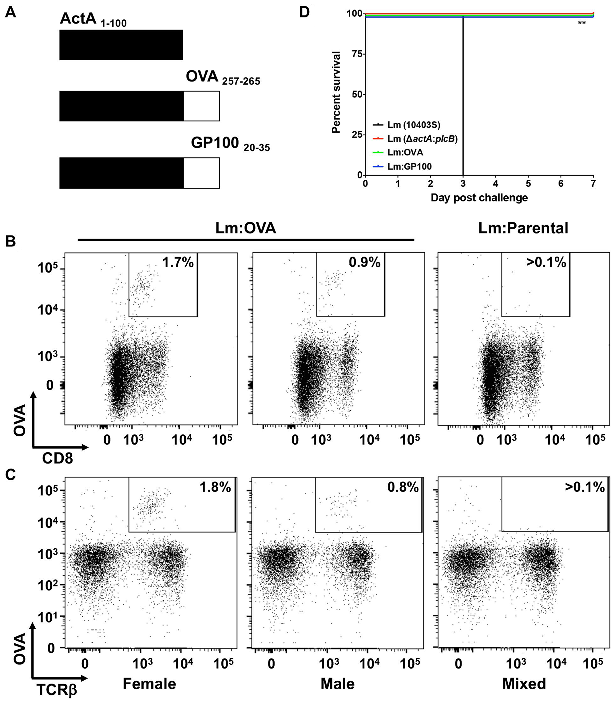 Attenuated L. monocytogenes expressing TAA induces specific CD8+ T-cell response