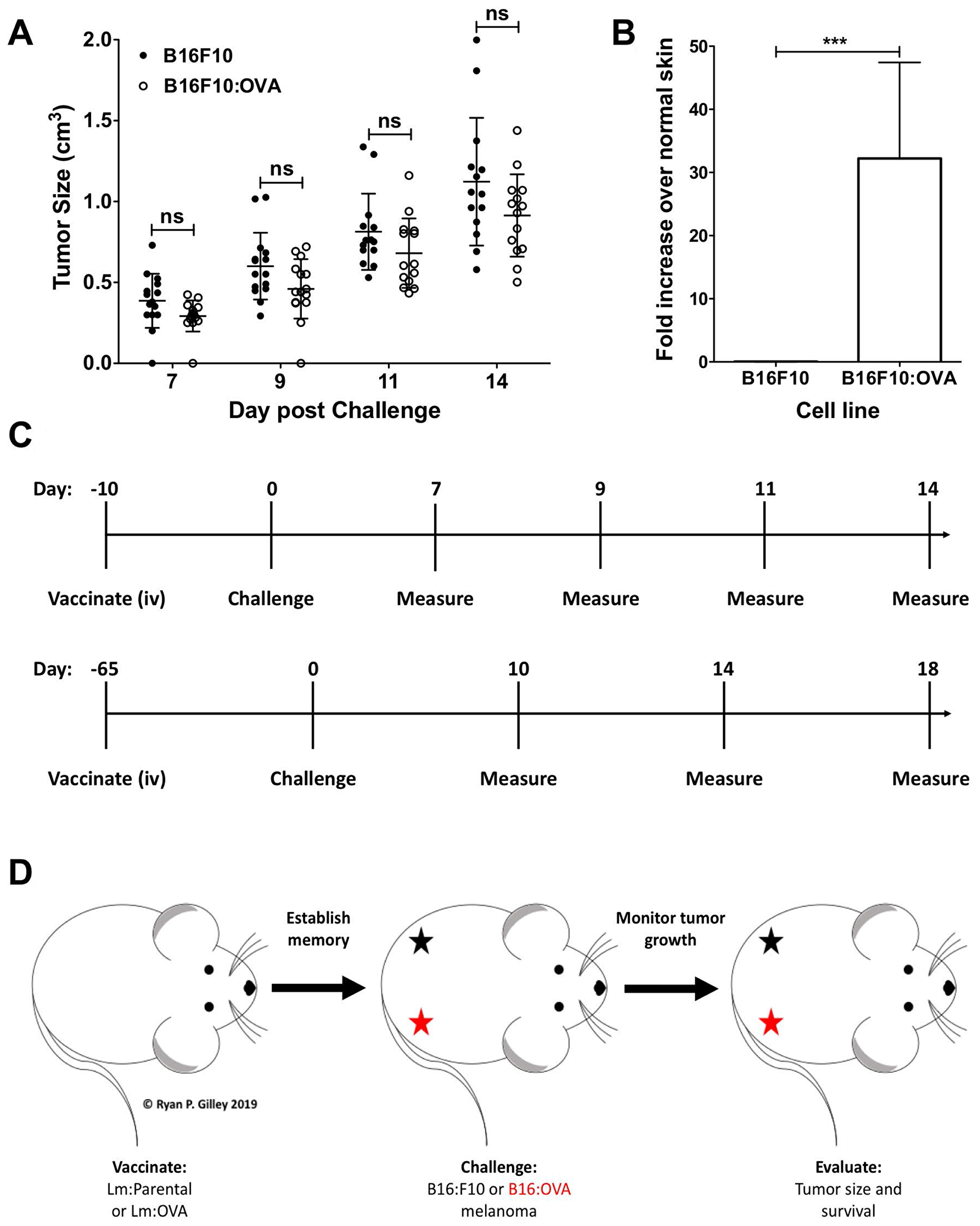 B16F10: OVA cells grow in vivo and continue to express OVA