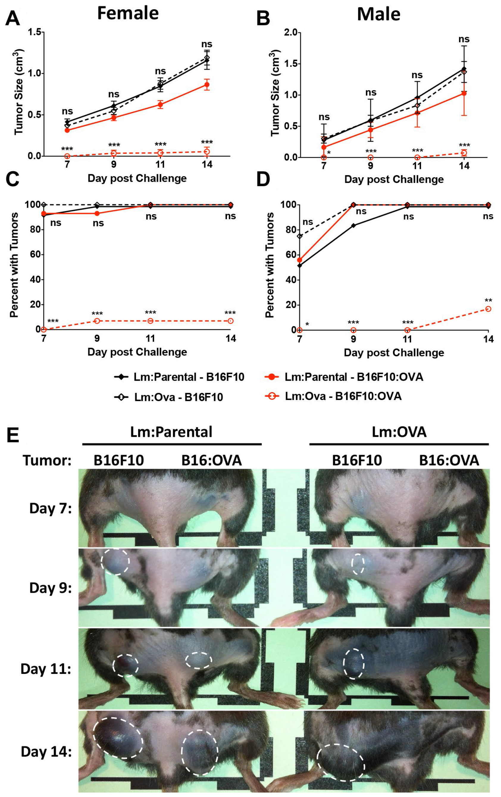 Lm: OVA vaccination significantly protects mice from B16F10: OVA during primary challenge
