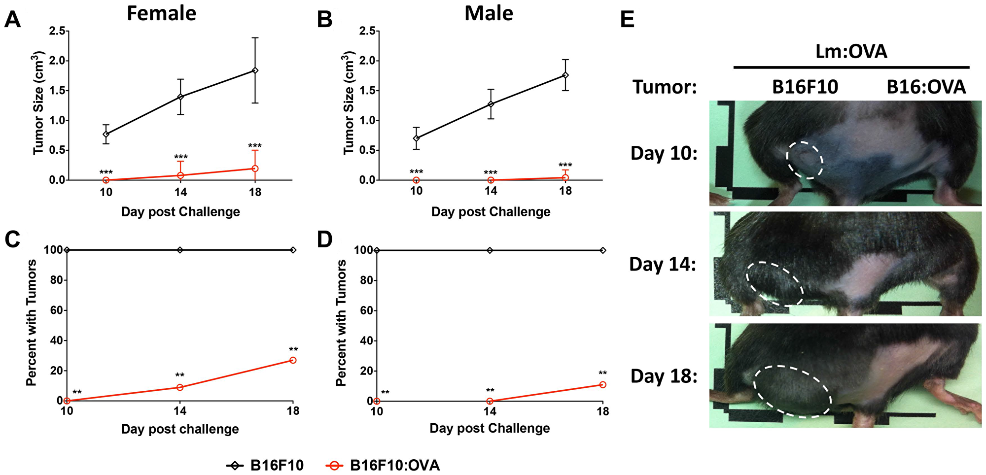 Memory responses in Lm: OVA vaccinated mice are protective