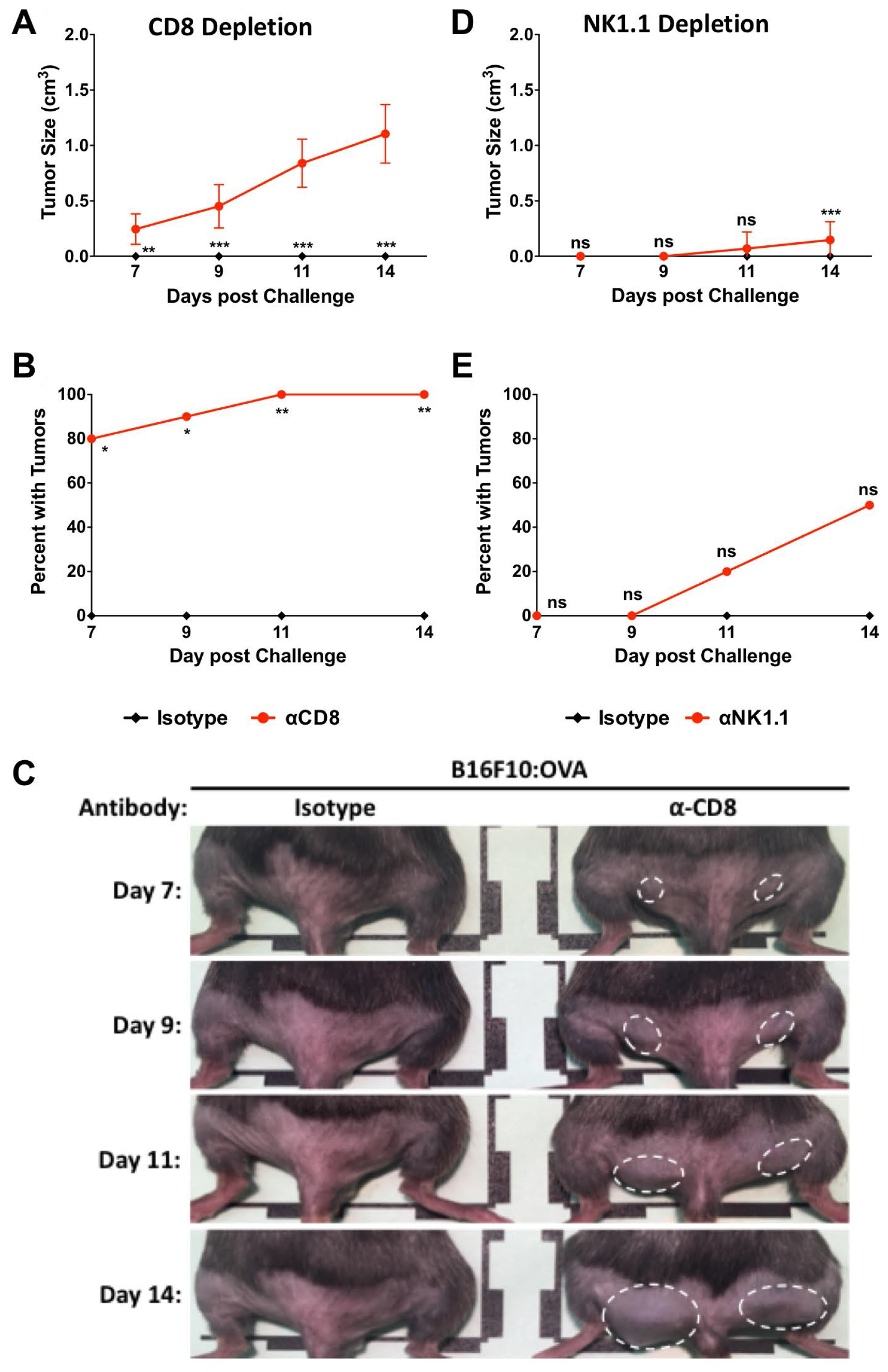 CD8+ cells are primarily responsible for protection at 10 days post Lm: OVA vaccination