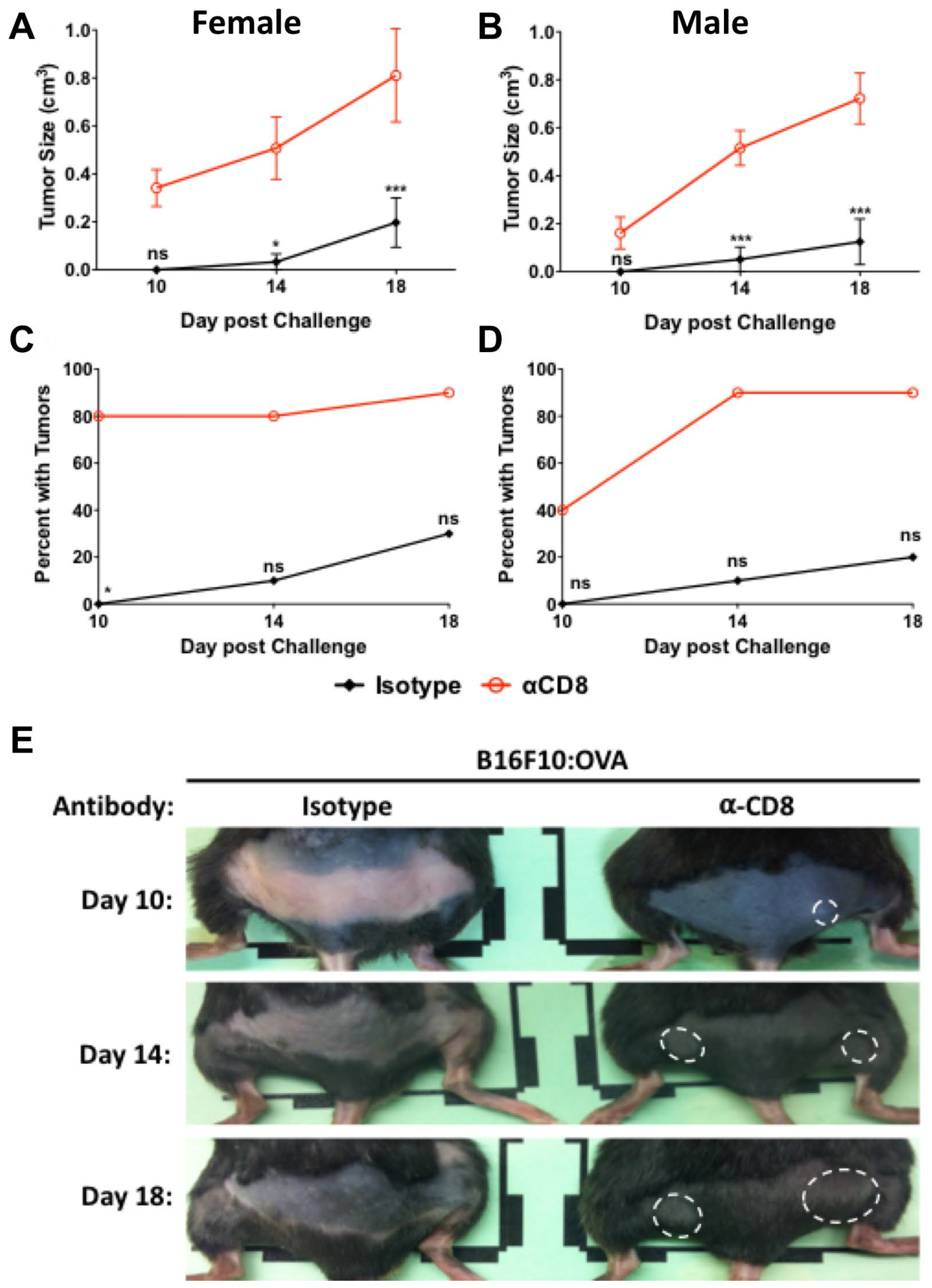 CD8+ cells provide protection 65 days after vaccination