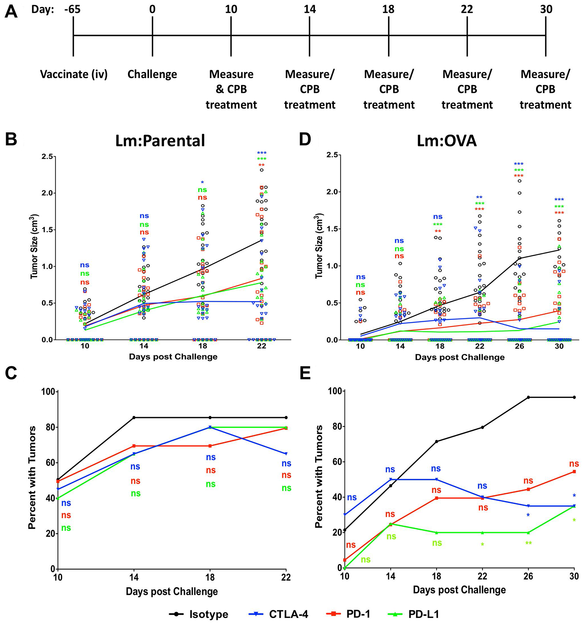 Checkpoint blockade treatment enhances Lm: OVA vaccination tumor prevention