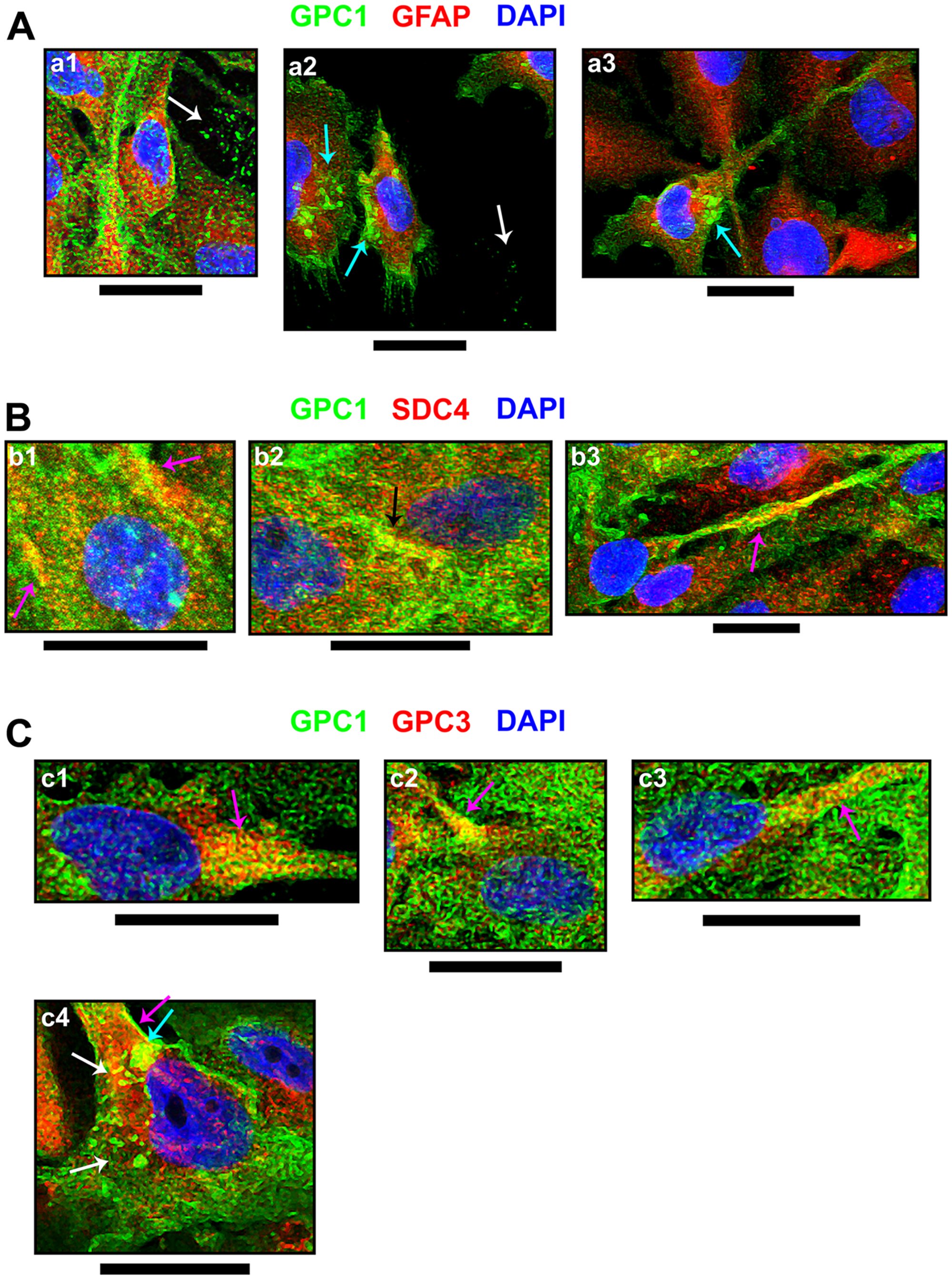 Cellular events indicating GPC1 and its association with SDC4 or GPC3