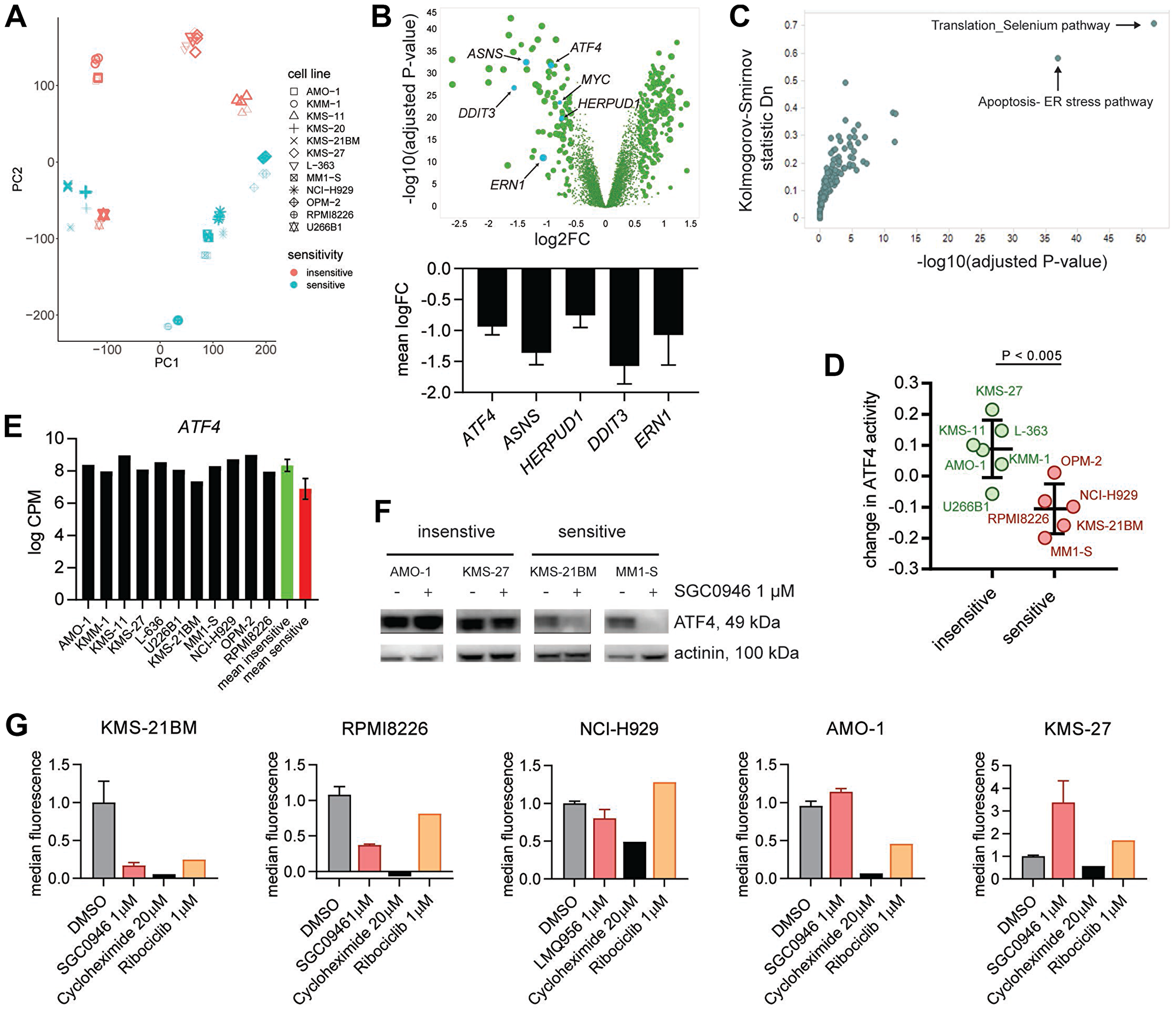 DOT1L inhibition in MM affects the ER stress pathway