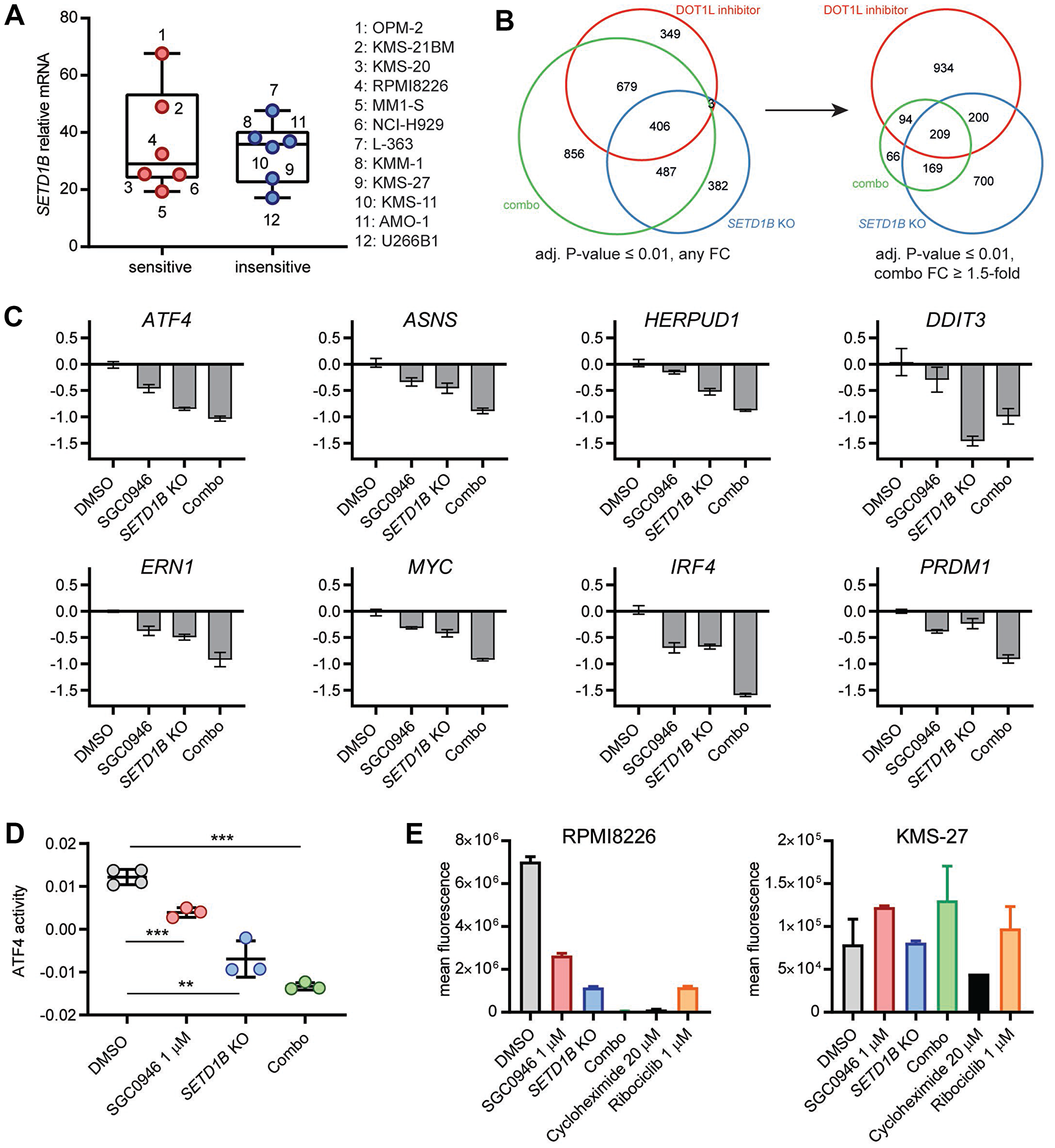 Combined inactivation of DOT1L and SETD1B in MM affects the ER stress pathway