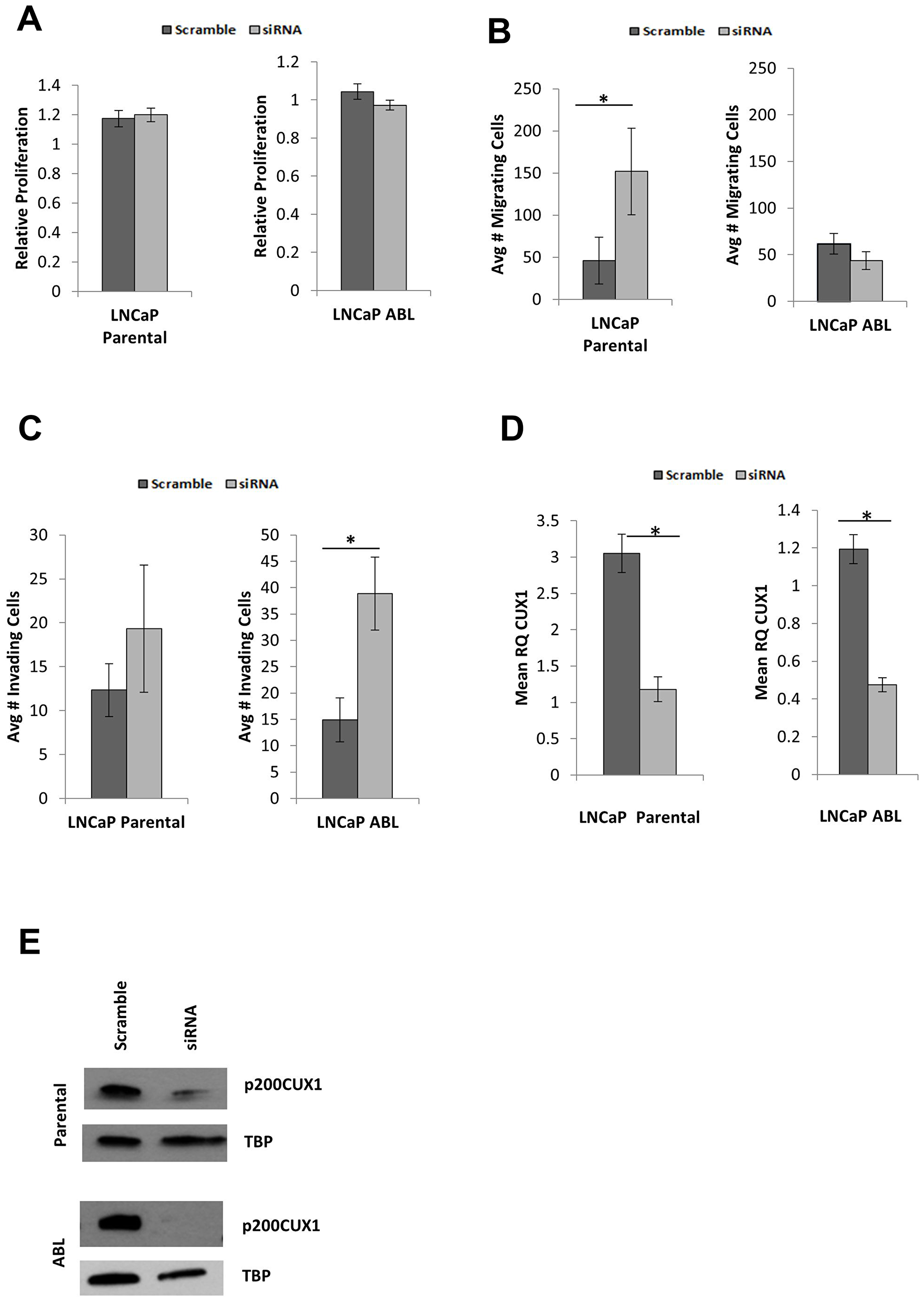 Silencing CUX1 alters cellular phenotype