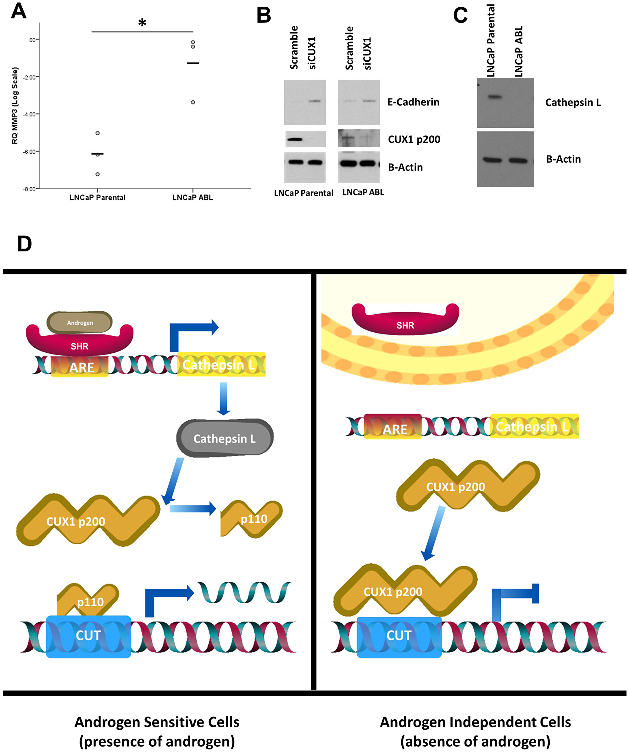Phenotypic differences in response to CUX1 silencing are driven by androgen status